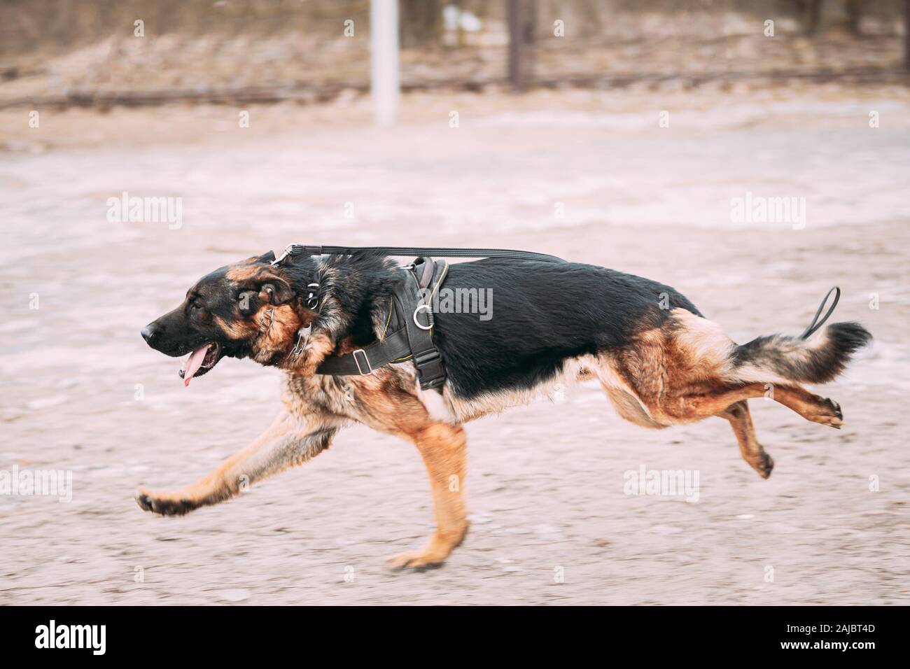 alsatian training