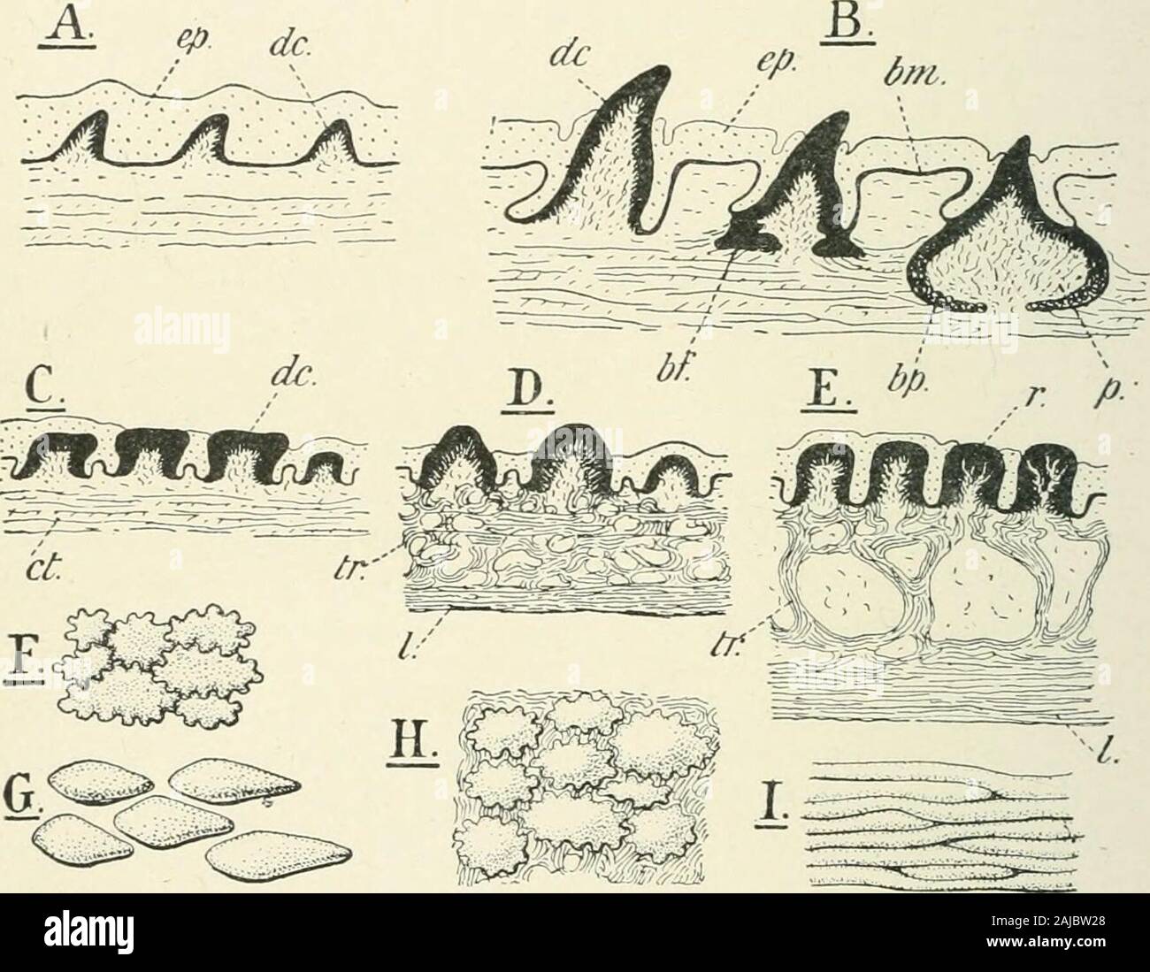 A Treatise On Zoology An Underlying Layerof Spongy Bone Like Substance Fig 166 D H The Inner Surfaceof These Plates May Be Strengthened By A Laminated Layer Of Similarsubstance Thus The Primitively