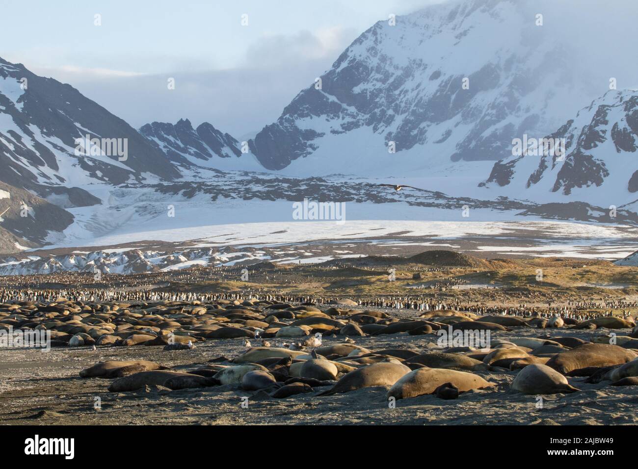 Elephant Seal and King Penguin Colony at St Andrews Bay, South Georgia, Antarctica Stock Photo