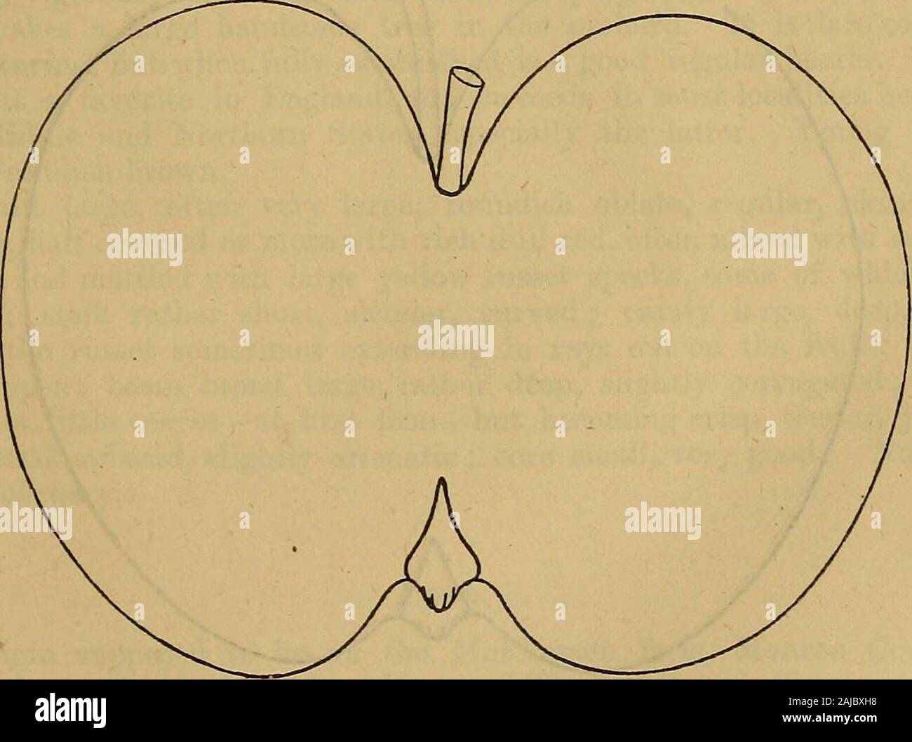 Sweet sops hires stock photography and images Alamy