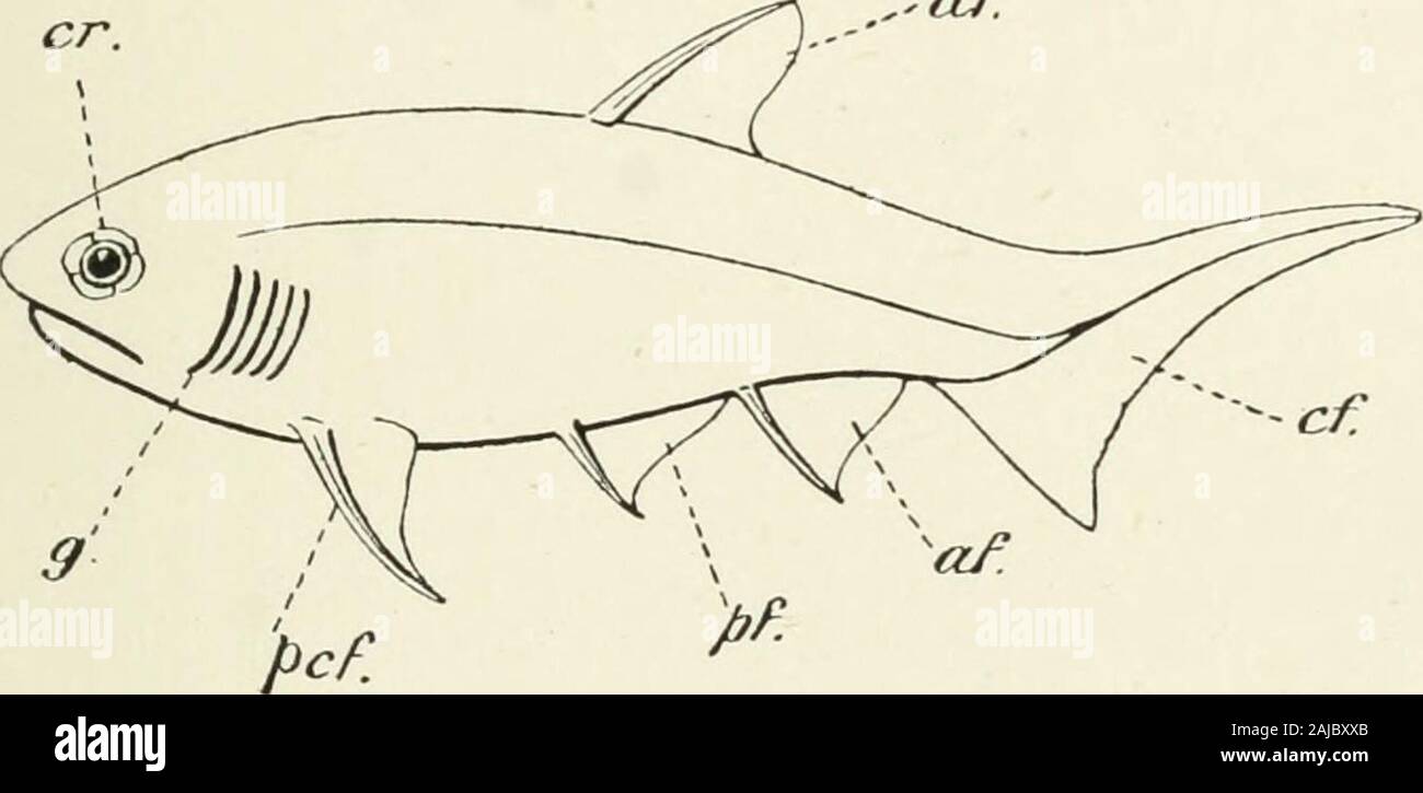 A treatise on zoology . to the caudal fin, in rows simulatinglepidotrichia, and to a less extent on to the other fins also. Onthe head they increase in size and form a covering of close-fittingplates. Four or more similar plates surround the orbit. The ACANTHODII 189 scales and the spines are proliably of similar origin ; and ridge-scales, somewhat intermediate in shape, may extend from the baseof the dorsal fin on to the head {Parexus). A varying number of spines may also be found between thepectoral and the pelvic fin (Figs. 156, 164); their presence hasbeen taken to indicate the former cont Stock Photo