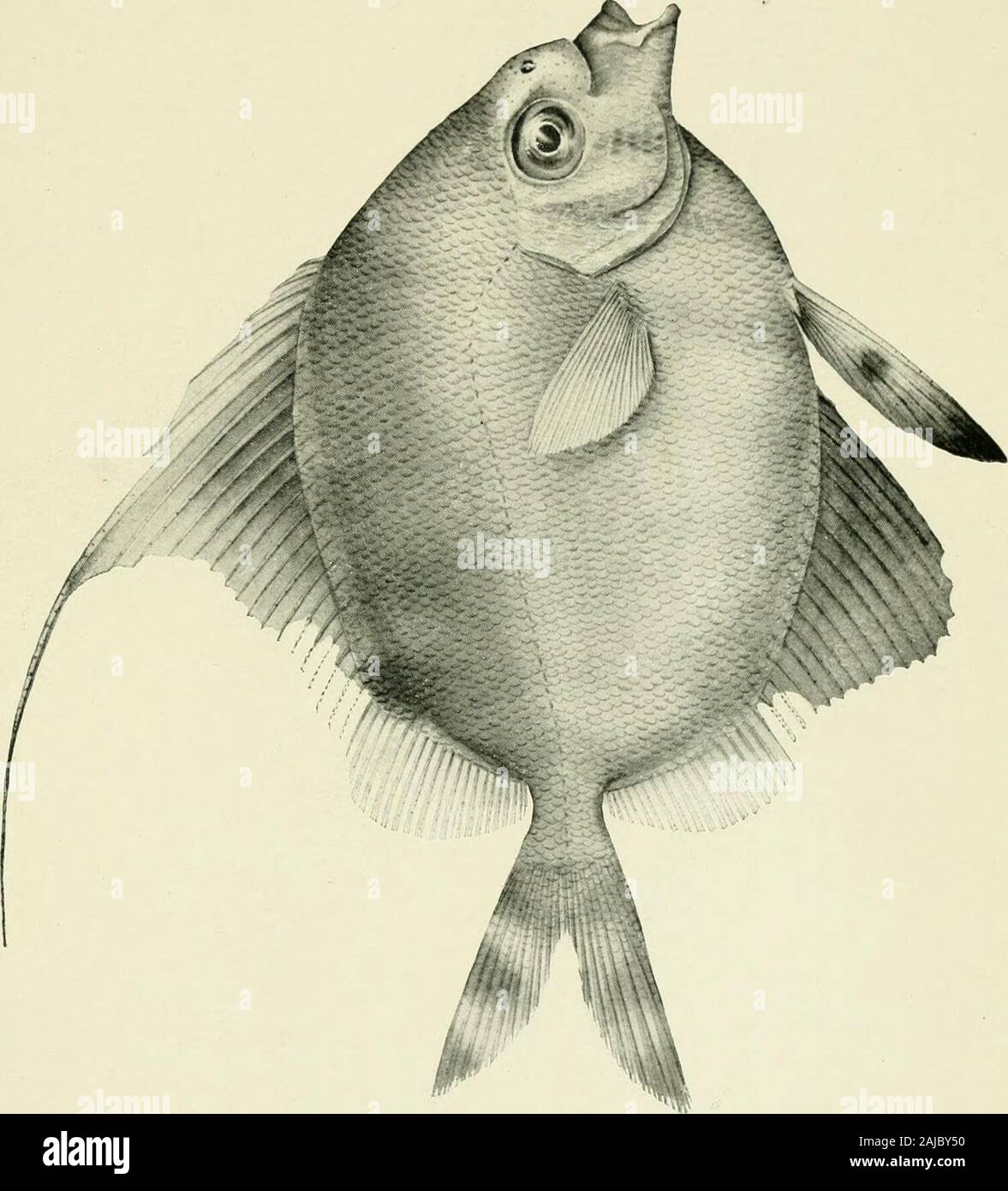 Zoological results of the fishing experiments carried on by F.I.S 'Endeavour,' 1909-14 under H.C Dannevig, commonwealth director of fisheries Volume 1-5 . .• P. Clarke, del., Austr. Miu. EXPLANATION OF PLATE XXIII. Velifer multiradiatus, Regan. ZOOL. RESULTS ENDEAVOUR, Vol. II. Platk XXIII.. A. E.. McCulloch, del., Austr. Mus. EXPLANATION OF PLATE XXIVVsendorlwmhus multimaculatns, Giinther. ZOOL. RESULTS ENDEAVOUR, Vol. II. Platk XXIV. Stock Photo