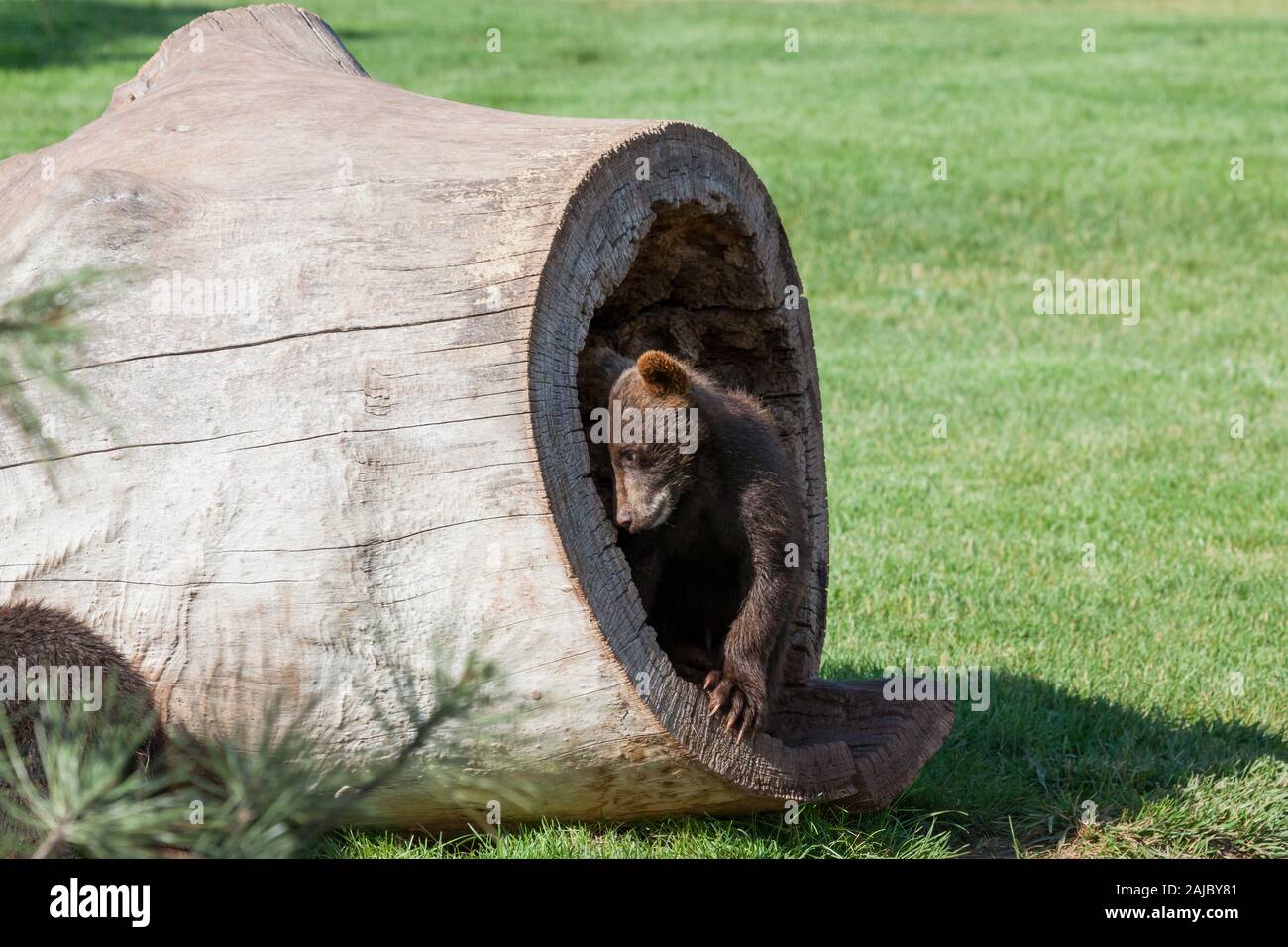 A baby brown bear hiding in a large hollow log peeking around the end