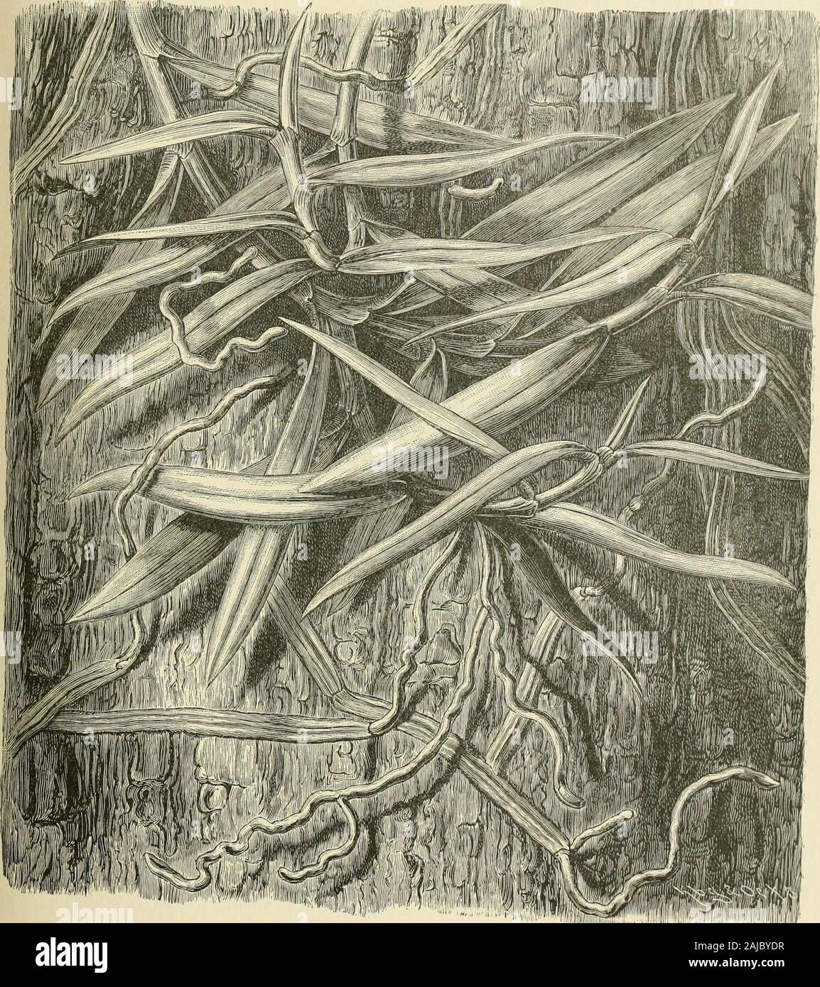 The natural history of plants, their forms, growth, reproduction, and distribution; . eply the compact bark, and their hyphalfilaments ramify between its dead cells. Other plants, instead of piercing throughthe substance of the bark, lay themselves flat upon its surface, and grow to it sofirmly that if one tries to lift them away from the substratum, either part of thelatter breaks oflf, or the adnata cell-strata are rent, but there is no separation of theone from the other. If a tuft of moss (e.g. Orthotrichum fallax, 0. tenellum, or0. pollens), growing on bark, or a liverwort {e.g. Fridlania Stock Photo