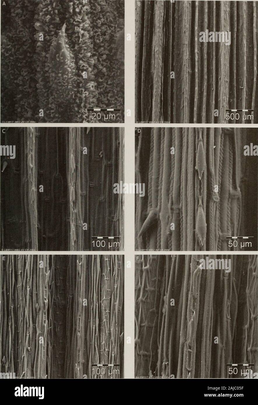 Contributions from the United States National Herbarium . Figure 79. Leaf blade surfaces. A & B. Festuca arundinacea. A. Adaxial epidermis with rows of stomata between small ribs. B. Adaxial epidermis, detail view of long cells interrupted by short cells (silica bodies and cork cells). C-F. F quadridentata. C. Abaxial epidermis covered by prickles. D. Abaxial epidermis with detail view of prickles and short cells. E. Adaxial epidermiswith pronounced ribs densely covered with prickles and wax. F. Adaxial epidermis with detail of wax and prickles. A & B, Stancik3221 (PRC); C-F, Laegaard & Sklend Stock Photo