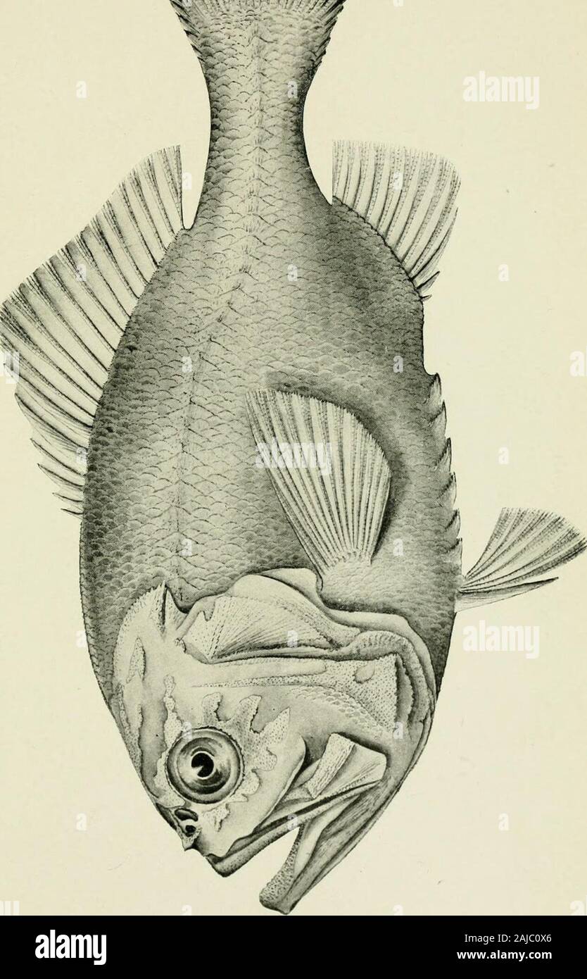 Zoological results of the fishing experiments carried on by F.I.S 'Endeavour,' 1909-14 under H.C Dannevig, commonwealth director of fisheries Volume 1-5 . P. Clarke, del., Austr. Mus. EXPLANATION OF PLATK XX. Plagiogeueion macrolepis, sp. uov. Type, ZOOL. RESULTS -ENDEAVOUR, Vol. II. Plate XX. Stock Photo