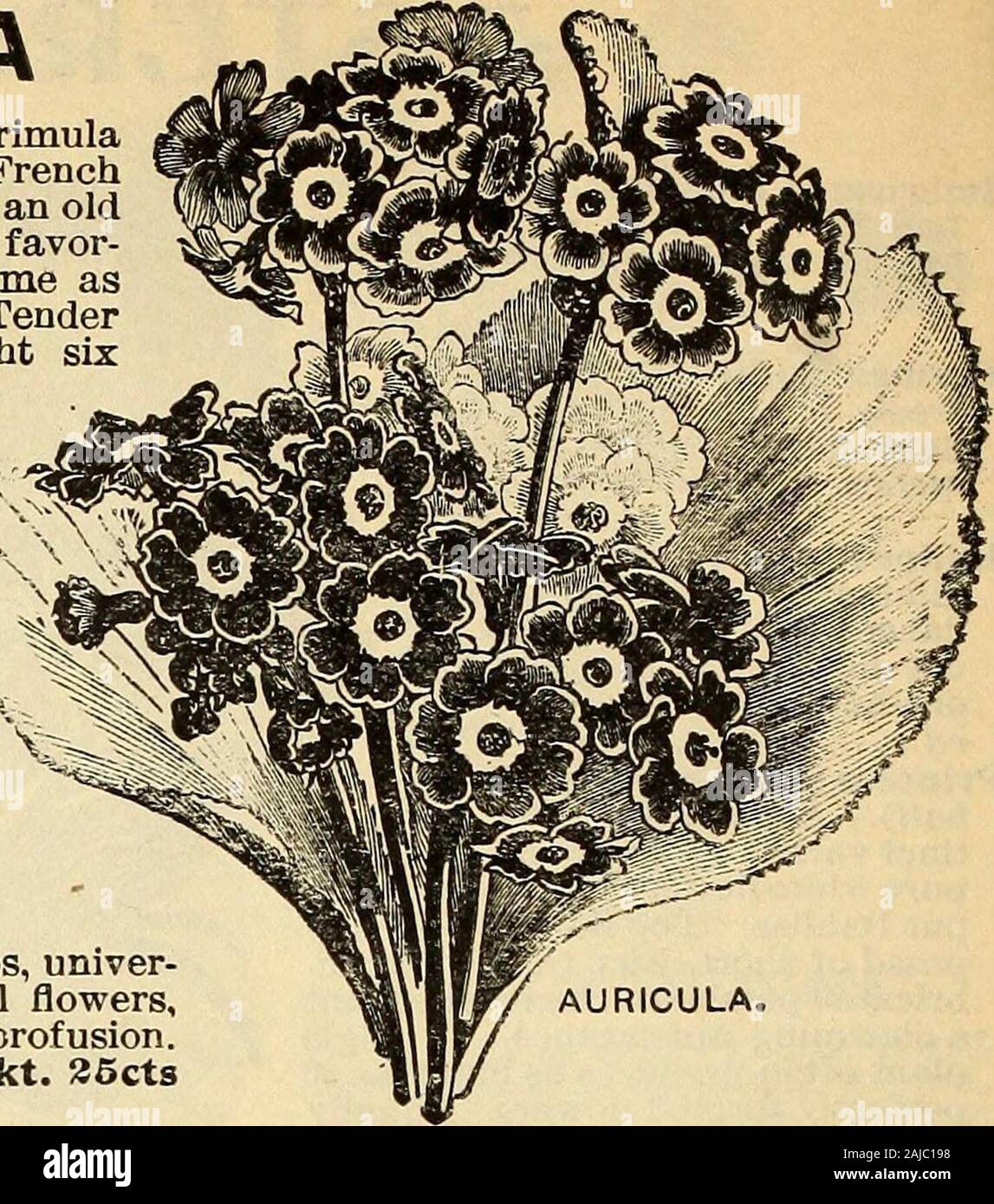 Seed annual . Auricula ^* Called also Primula Auricula and FrenchCowslip. This is an oldand well-known favor-ite. Culture same asfor Primrose. Tenderperennial; height sixinches. Alpine, the most hardy variety Pkt. ISctsi Finest Prize, ? mixture of all the choicest  varieties Pkt. 20cts AZALEA INDICA Spring flowering shrubs, univer-sally admired for their beautiful flowers,which are produced in great profusion.Finest mixed Pkt. S5cts BAi^sAM s:he Rachelors button.., been so greatly im- • ^ {Centaurea Cyanus). proved by cultivation ^^ mv,- • ti, -^ ithat with proper treatment and good seed, a Stock Photo