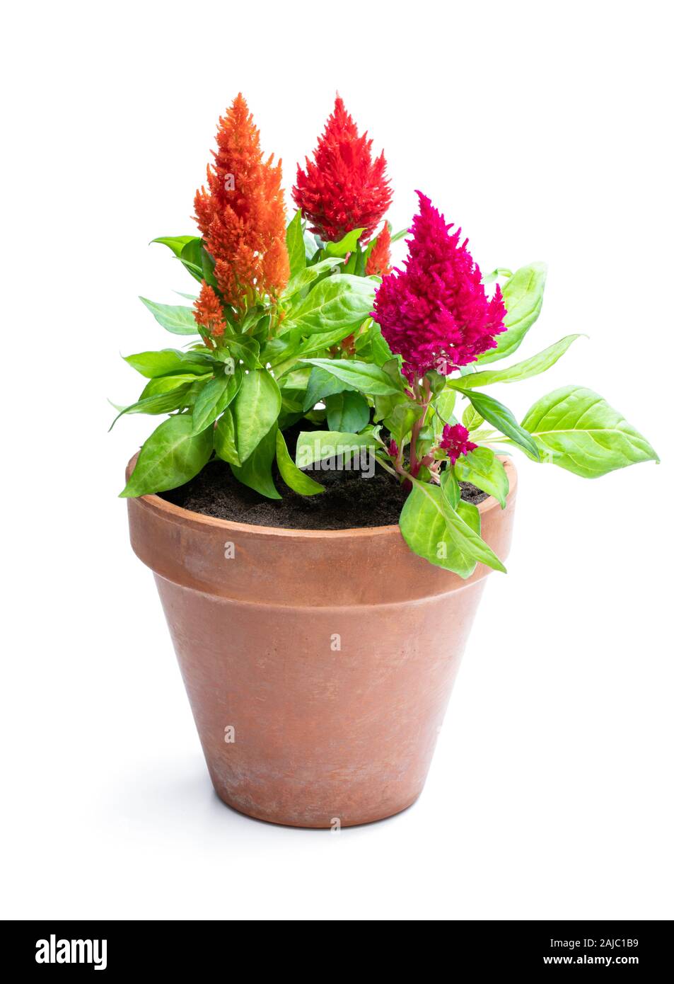 Colorful celosia plants in flower pot isolated on white Stock Photo - Alamy, image size:953x1390