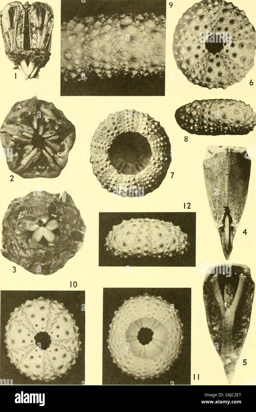 Bulletins of American paleontology . Bull. Amer. Paleont., Vol. 56 Plate 17 •^^iR^J. Venezuelan Cenozoic Echinoids: Weisbord 359 Explanation of Plate 17 Figure Page 1-5. Echinometra lucunter (Linnaeus) 302 1-3. Specimen A606c. PRI 27667. Lantern, length 25 mm, dia-meter at apex 16 mm. 1. General view, X 2. 2. Apical view,X 2.5. 3. View looking down on teeth, X 3. 4,5. SpecimenA606e. PRI 27668. Pyramid and tooth of lantern, length19.5 mm, width at apex 8 mm. 4. Outer view, X 3. 5. Innerview, X 2.8. Recent. 6-12. Echinometra viridis A. Agassiz 310 6-9. Specimen A611a. PRI 27669. Length 18 mm, wi Stock Photo