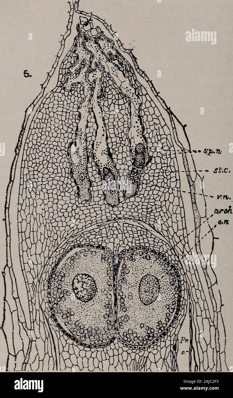 Elementary botany . 306 MORPHOLOGY. gates by the formation of a tube, forming a sac, known as the pollen tube.It is either simple or branched. It grows down into the tissue of the nu-cellus, and at a stage represented in fig. 358, winter overtakes it and itrests. At this time the central cell has divided into two cells, and thevegetative nucleus is in the pollen tube. 622. The endosperm.—In the following spring growth of all these parts. Fig. 359-Section of nucellus and endosperm of white pine. The inner layer of cells ofthe integument shown just outside of nucellus; arch, archegonium; en, egg Stock Photo