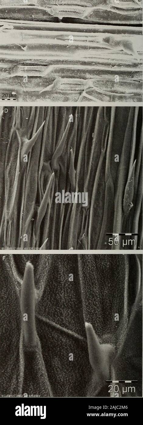 Contributions from the United States National Herbarium . - f;. Figure 77. Leaf blade surfaces. A & B. Festuca caldasii. A. Adaxial epidermis with small ribs and regurally distributed stomataand macro-hairs. B. Adaxial epidermis, detail view of stomata covered by wax. C-F. F. reclinata. C. Abaxial epidermis with longcells and regularly occurring stomata and slender prickles. D. Abaxial epidermis, detail view of prickles and stomata. E. Adaxialepidermis with small ribs; regurally occurring prickles and stomata. F. Adaxial epidermis with detail of prickles and wax coveringcell walls. A & B, Laeg Stock Photo