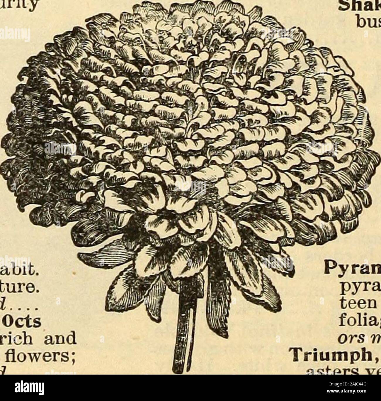 Seed annual . Shakespeare, mixed, plants form compact bushes, ten to twelve inches in diameter, and about nine inches high. Extremely handsome; very double. All colors mixed Pkt. 15cts Very Dwarf, or Pygmasa. This beauti-ful gem is very dwarf and forms acharming tuft of leaves close to theground, surmounted by bright, perfect flowers. Various colors mixed Pkt. lOcts Dwarf Chrysanthemum, flowers large, about three inches in diameter; height about one foot; this is a late variety. All colors mixed Pkt. lOcts Pyramidal Bouquet, dwarf, forming a completepyramidal shaped bouquet, carrying from fif- Stock Photo