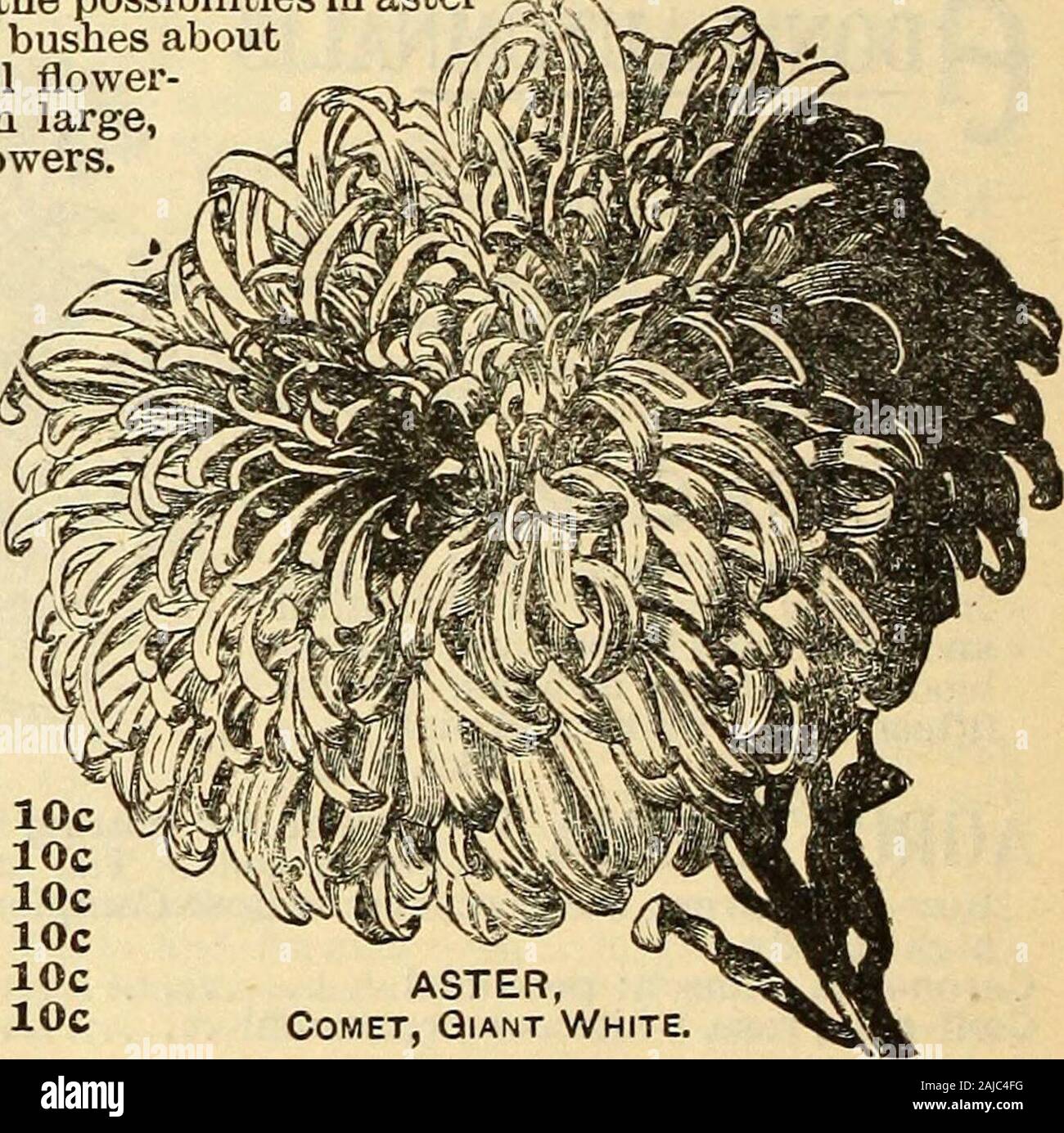 Seed annual . ASTER Comet. VICTORIA—This class of Asters is only equaledin perfection of form, and variety and purityof colors, by TruffaxiVs Pceony Flow-ered. The petals of the latter curveupward and inward, while those of theVictoria out and down, over-lappinglike the petals of the Double Dahlia.Height about two feet. Victoria, Bright Red Pkt. lOcts Peach Blossom.... * lOcts Violet •• lOcts Pure White lOcts •• White, turning to azure blue * lOcts Victoria,nixed, including aU colors lOcts Dwarf Victoria, like tall Victoria in habit.Of great utility for edgings and pot culture. Height twelve i Stock Photo