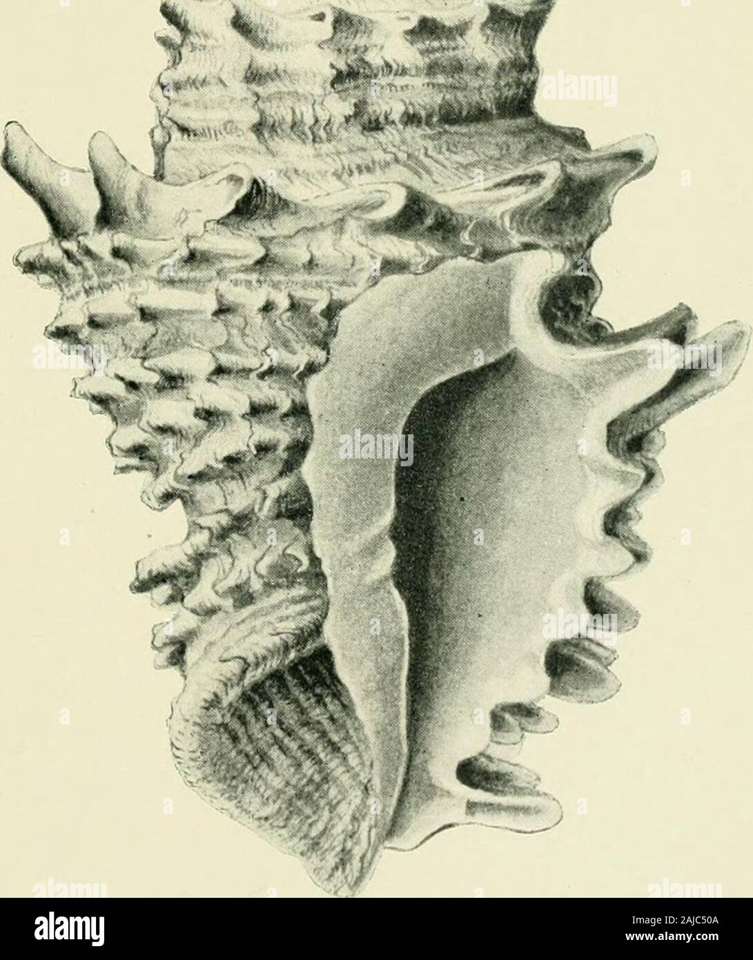 Zoological results of the fishing experiments carried on by F.I.S 'Endeavour,' 1909-14 under H.C Dannevig, commonwealth director of fisheries Volume 1-5 . P. Clarke, del., Austr. Mus EXPLANATION OF PLATE X. Fig. 3. An cilia coccinea, Hedley.Fig. 4. &lt; assidea stadialis, Hedley. ZOOL. RESULTS ENDEAVOUR, Vol. II. Plate X. Stock Photo