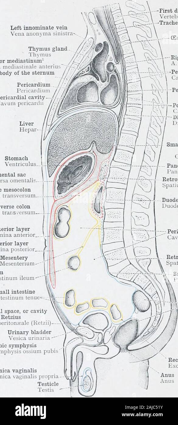 An atlas of human anatomy for students and physicians . ma sinistra Thymus glandTh mubAnterior mediastinumCavum mediastinale anteriuGladiolus, or body of the sternumCorpus sterni PericardiumPericardium /,Pericardial cavity //Cavum pericaidi Liver Hepar Transverse colon Colon transversum- { Anterior layerGreat or gastro-1 Lamina anteriorcolic omentum- i „ , .Omentum majus I Posterior layer. Stomach Ventriculu Omental sac Bursa omental Transverse mesocolonMesocolon transversum ^Lamina poster Ileum Intestinum ileum Small intestineIntestinum tenuC Preperitoneal space, or cavitjof Retzius Spatium Stock Photo