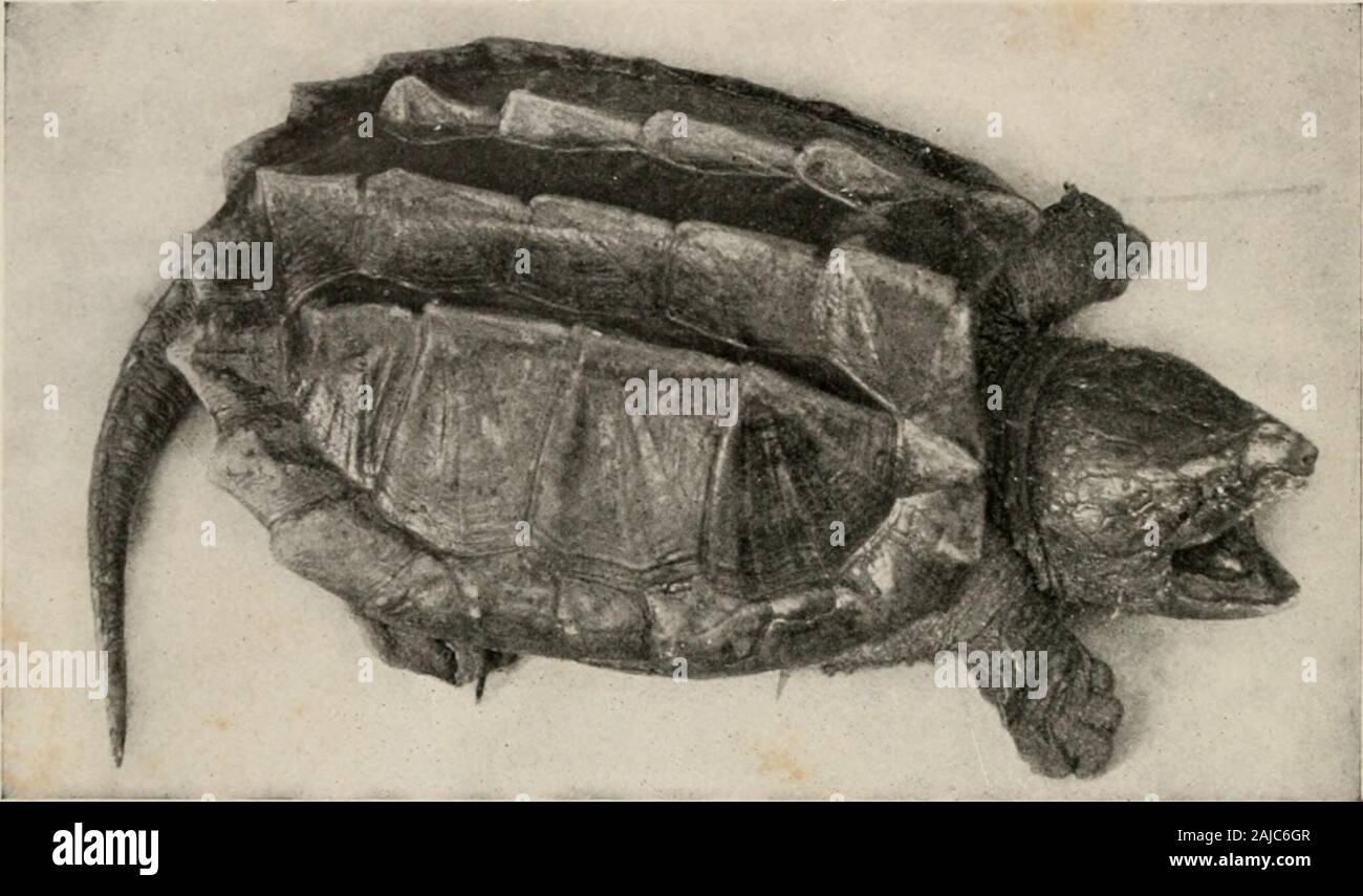 The reptile book; a comprehensive popularised work on the structure and ...