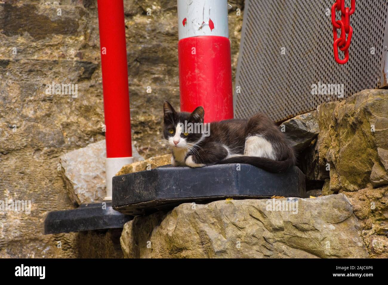 A feral kitten in the grounds of the 15th century Rumeli Hisari fort in the Sariyer district of Istanbul, Turkey Stock Photo