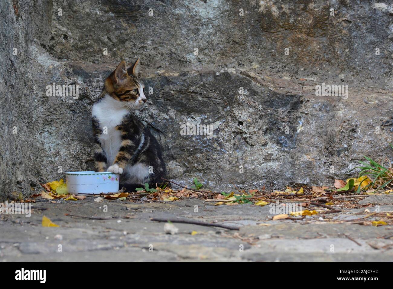 A feral kitten in the grounds of the 15th century Rumeli Hisari fort in the Sariyer district of Istanbul, Turkey Stock Photo