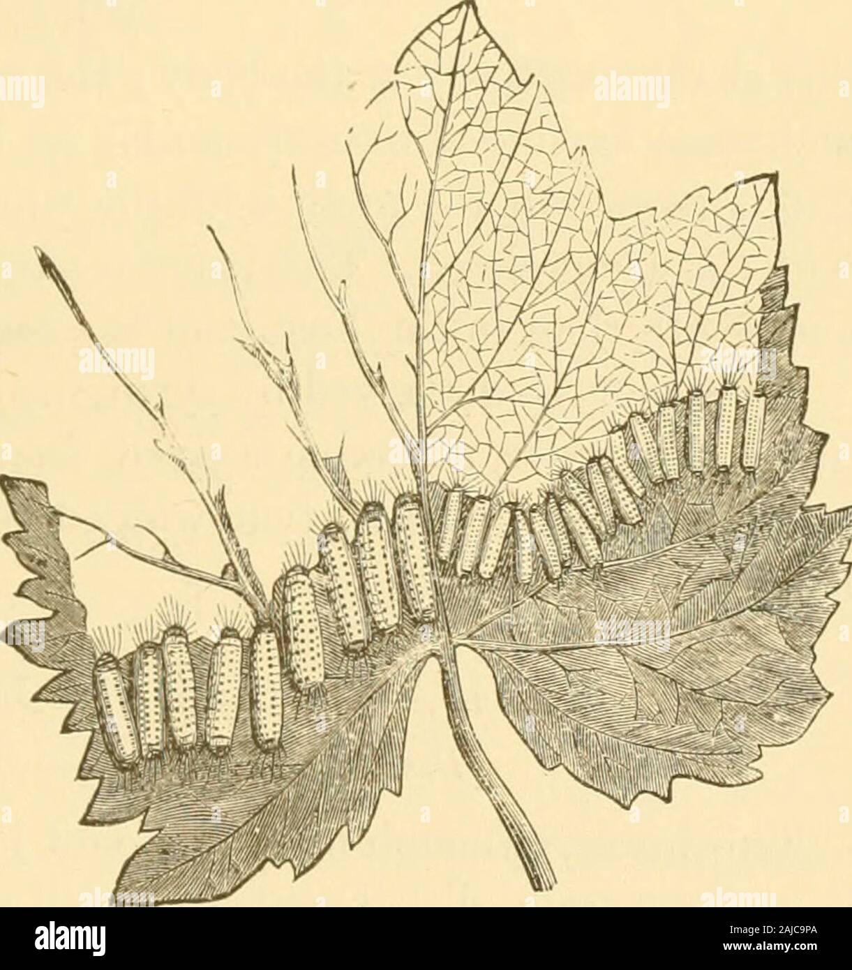 Insects injurious to fruits . leaves, as shownin Fig. 275. The egg-clusters from which these larvae pro-ceed, consisting oftwenty eggs or more,are fastened by themoth to the underside of the leaves.While young, thelittle caterpillars eatonly the soft tissuesof the leaves, leavingthe fine net-work ofveins untouched, asshown on the rightof the figure, butas they grow olderthey devour all butthe larger veins, asshown on the oppo-site side. They acquire full growth in August, when theymeasure about six-tenths of an inch in length, are of a yellowcolor, slightly hairy (see Fig. 276, a), with a tran Stock Photo