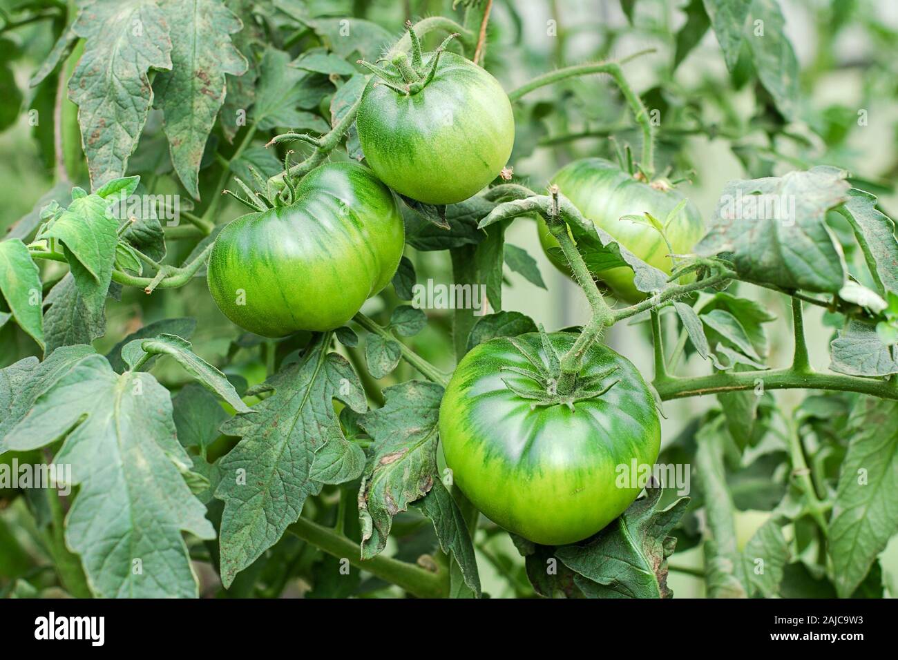 Green tomatoes growing in country vegetable garden Stock Photo
