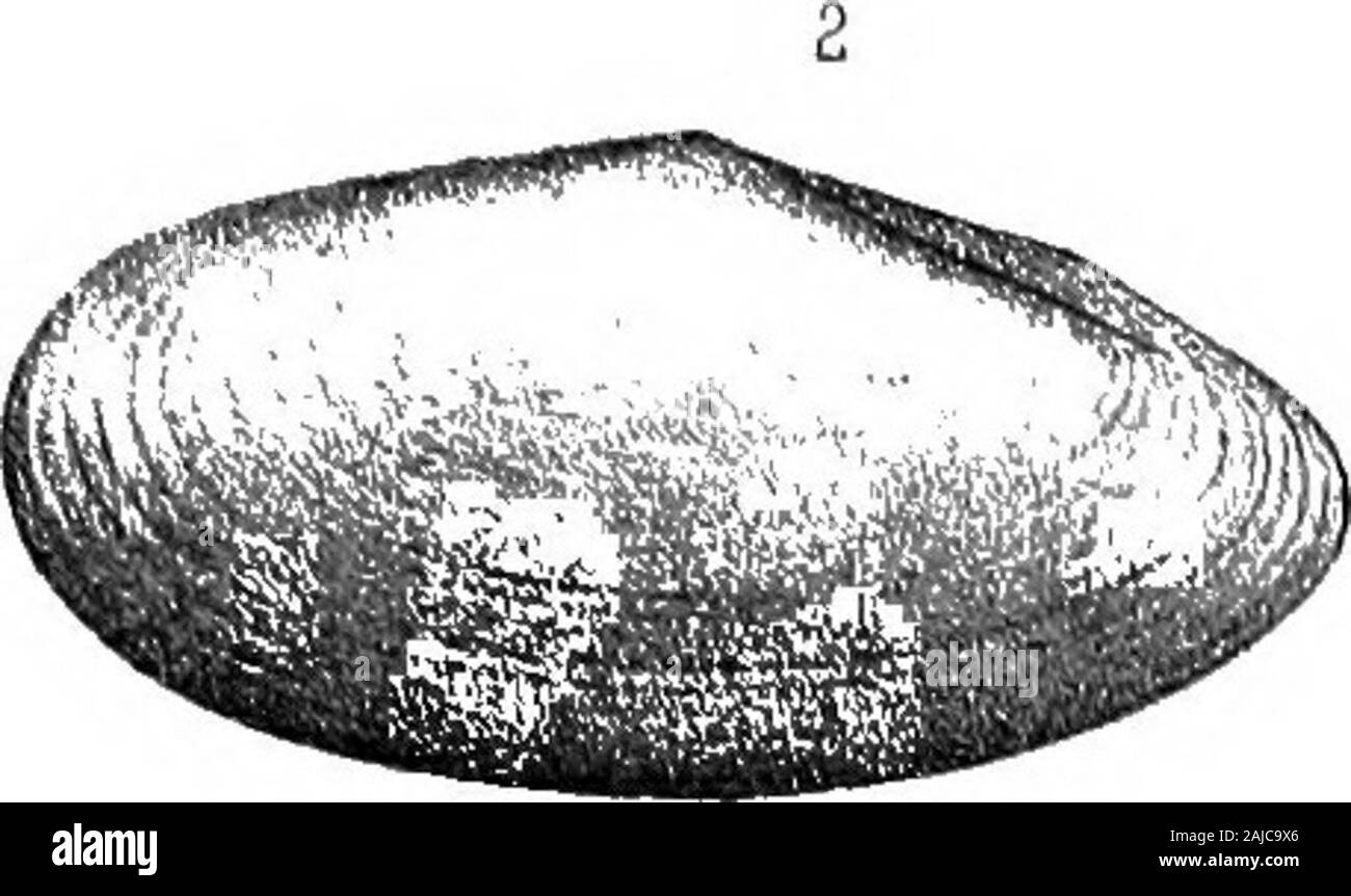 Report of a reconnaissance from Carroll, Montana Territory, on the upper Missouri, to the Yellowstone National Park, and return, made in the summer of 1875 . acia (Corimya) Grdstnelli. Fig. 6. View of the right side of the specimen 144 Fig. 7. Cardinal view of the same, showing the bending of the valves 144 Gervillia spaesilirata.Fig. 8. View of the left side of the specimen described; the posterior end restored in outline 142 Gryphjea planoconvex a. Fig. 9. Cardinal view of a very convex lower valve, showing the curved beak, which is truncated by attachment to some foreign substance , - 142 F Stock Photo
