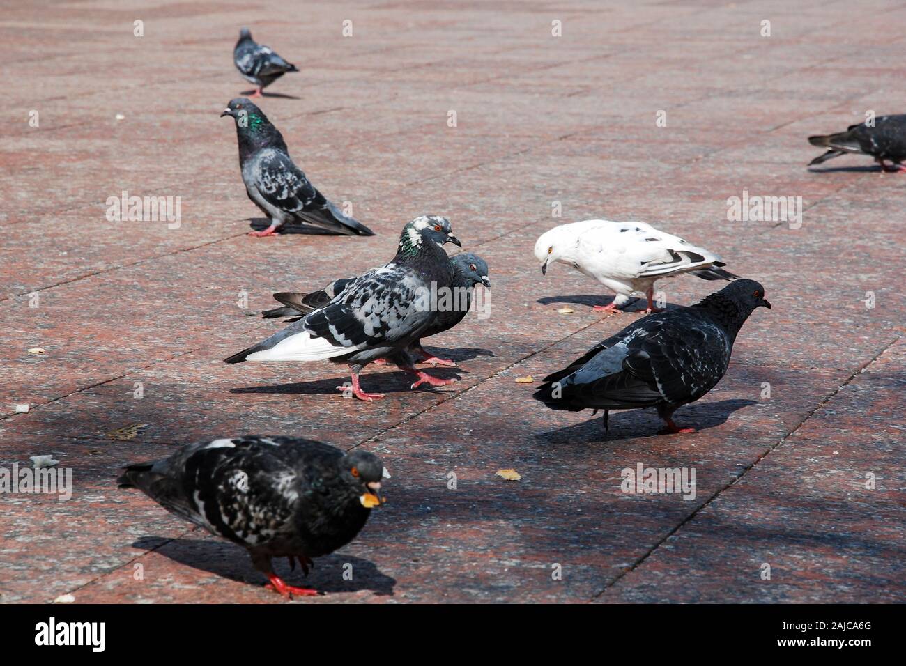 Many pigeons walk and eat bread crumbs Stock Photo Alamy