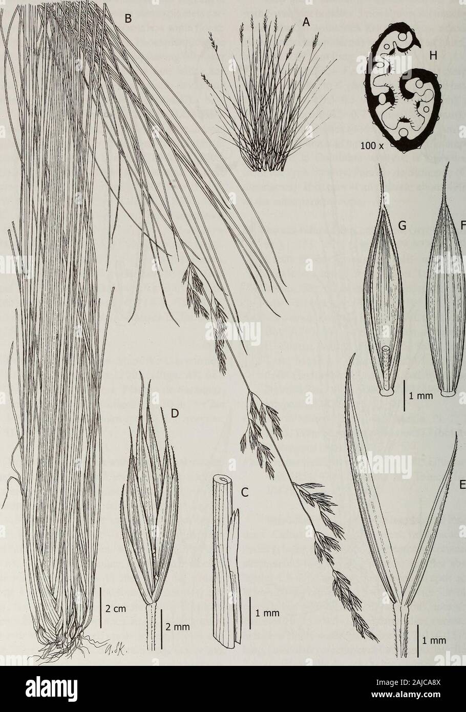 Contributions from the United States National Herbarium . Figure 68. Festuca sumapana. A. Stylized growth form. B. Habit. C. Ligule. D. Spikelet. E. Glumes. F. Lemma. G. Lemma withpalea and rachilla. H. Leaf blade cross-section. A-H, Clee/7930 (COL). 138 Festuca in South American Paramos. 1 mm Figure 69. Festuca tolucensis subsp. tolucensis. A. Stylized growth form. B. Habit. C. Ligule. D. Spikelet. E. Glumes. F. Lemma.G. Lemma with palea and rachilla. H. Leaf blade cross-section. A-H, Stancik 4279 (PRC). Festuca in South American Paramos 139 awned, the awn 1-1.5 mm long; callus glabrous;palea Stock Photo