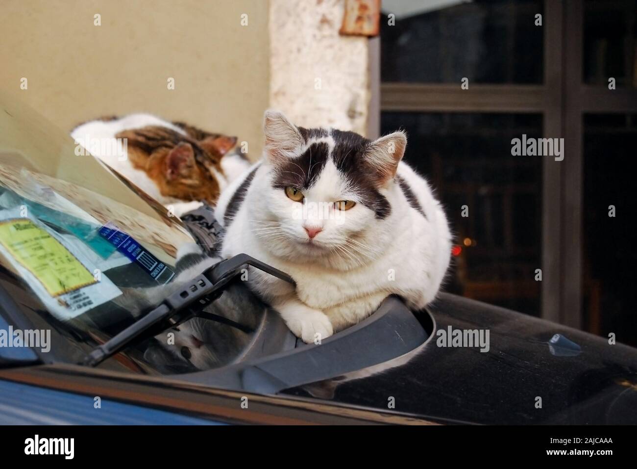 Two cats resting on car hood Stock Photo