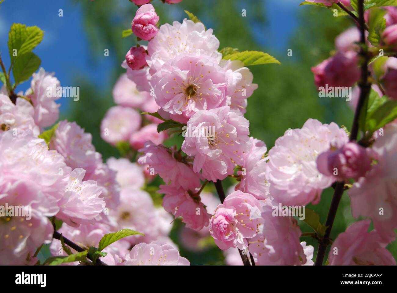 Chinese almond ( Prunus triloba  Lindl. ) in spring. Branch of blooming double-flowering almond tree closeup Stock Photo