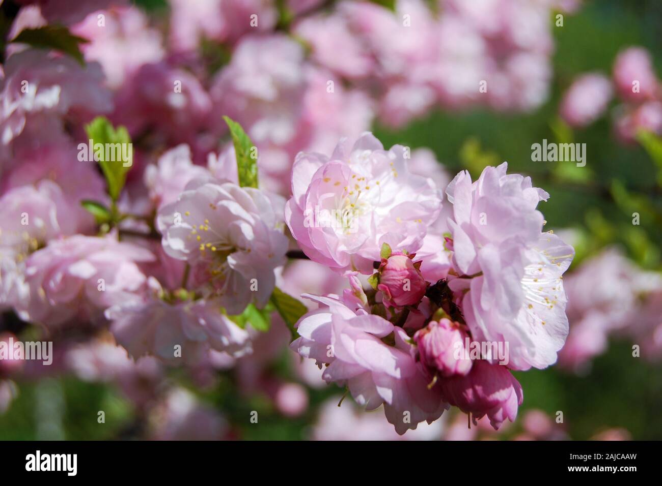 Chinese almond tree ( Prunus triloba  Lindl. ) bloming in spring orchard Stock Photo