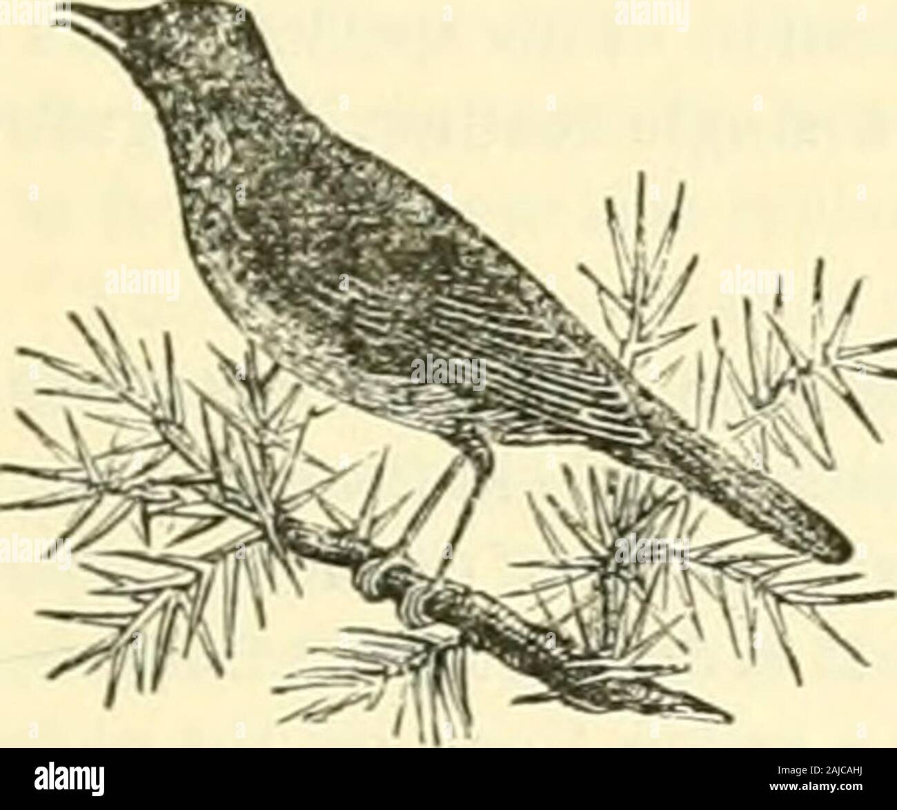 The animal kingdom, arranged after its organization : forming a natural history of animals, and an introduction to comparative anatomy . Fig;. 8/.—The Nightingale.* Skelcncd from life.. PASSERIN.E. 191 reddish-brown above, yellowish beneath, the throat white. [Tliis species, which passes for a good songsterthough extremely comraon on the opposite coast of Holland, has not yet been detected in the British islands. Anearly allied species (.S. olivetorum, Strickland), which is rather smaller, is common in Syria. The rest are con-siderably less, and there is one of these, a miniature of 5. furdoid Stock Photo