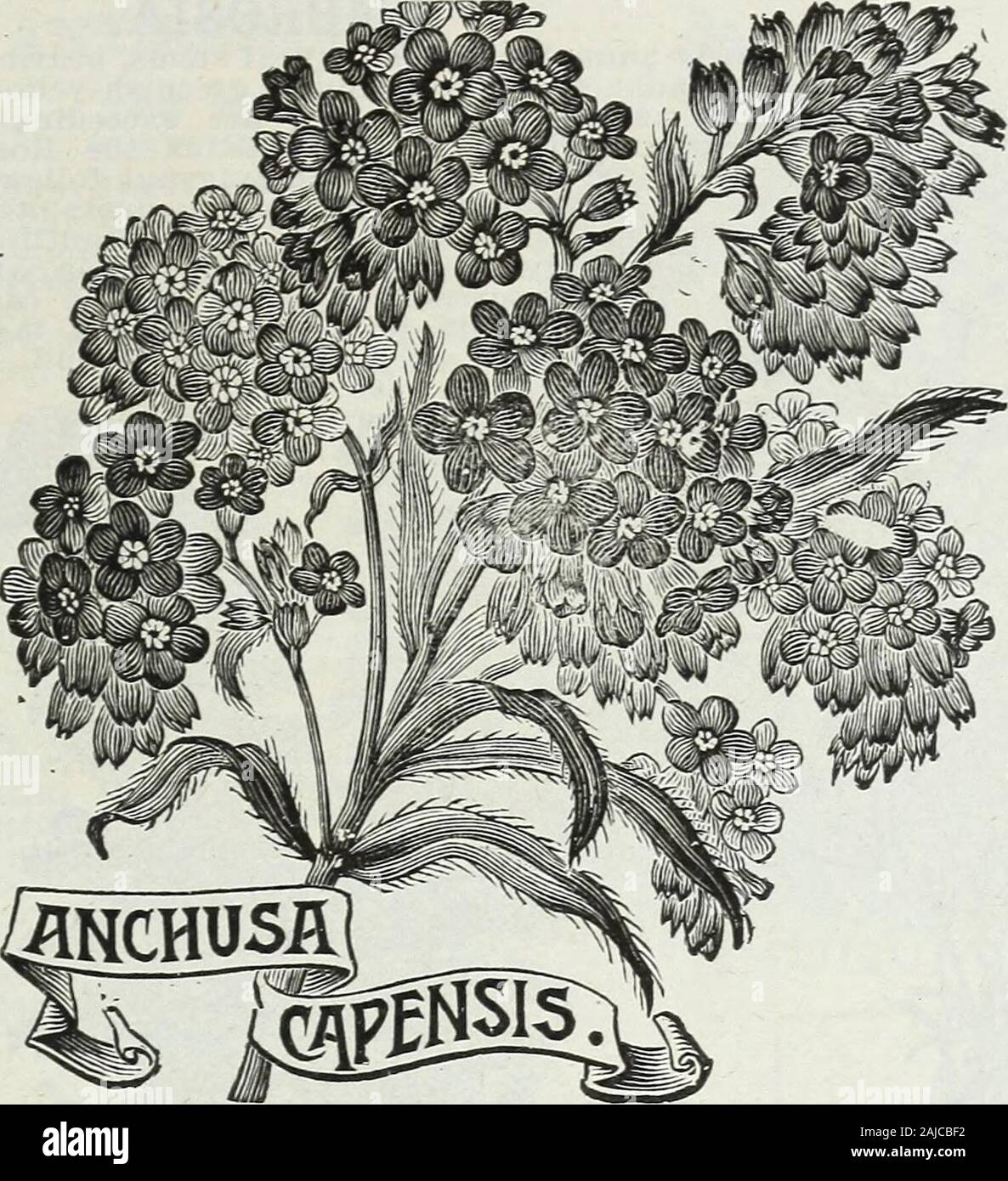 Lippincott seeds : 1914 . ARABIS ALPINA. MISS C. H. LIPPINCOTT, HUDSON, WISCONSIN. 15. ALYSSUM. L.ITTL.E GEM—The plants are very dwarfEach spreads so as to completely cover a cir-cular space twelve to twenty inches in diam-eter. They soon become one mass of whiteremaining in full bloom from spring tofall—being densely studded with thebeautiful miniature spikes of delici-ously fragrant flowers. Tkt., 400seeds, 5 cts.; oz., 30 ct8. SAXATILE COMPACTUM.Showy golden flowers, hardy per-ennials, blooms the first season;excellent for rock work. Pkt.,250 seeds, 5 cts. SWEET—Its pure white, fra-grant fl Stock Photo