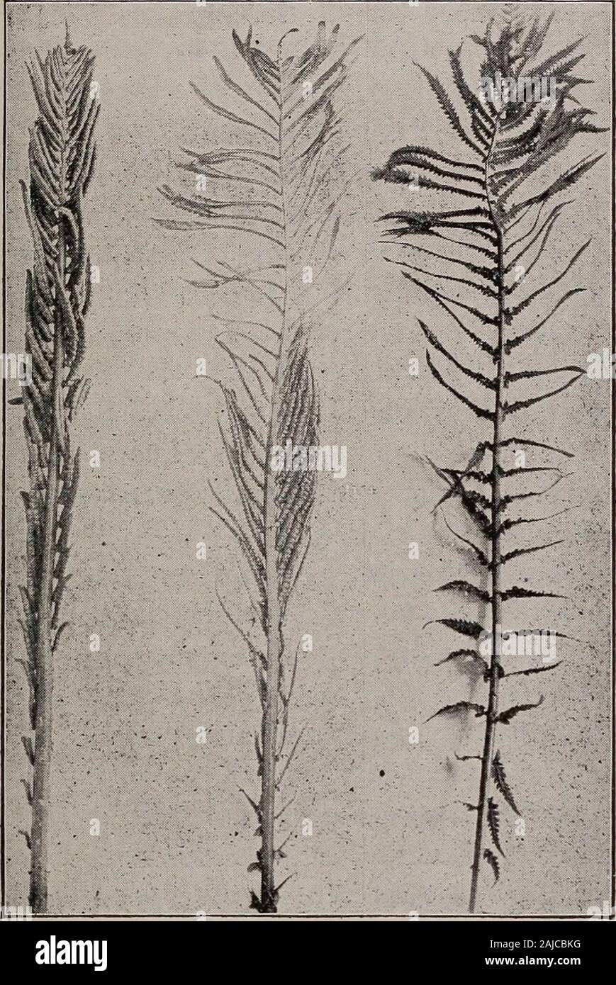 Elementary botany . he sterileleaf. 569. The ostrich fern.—Similar changes were also producedin the case of the ostrich fern, and in fig. 319 is shown at theleft a normal fertile leaf, then one partly changed, and at theright one completely transformed. 570. Dimorphism in tropical ferns.—Very interesting formsof dimorphism are seen in some of the tropical ferns. One ofthese is often seen growing in plant conservatories, and is knownas the staghorn fern (Platycerium alcicorne). This in naturegrows attached to the trunks of quite large trees at considerableelevations on the tree, sometimes surro Stock Photo