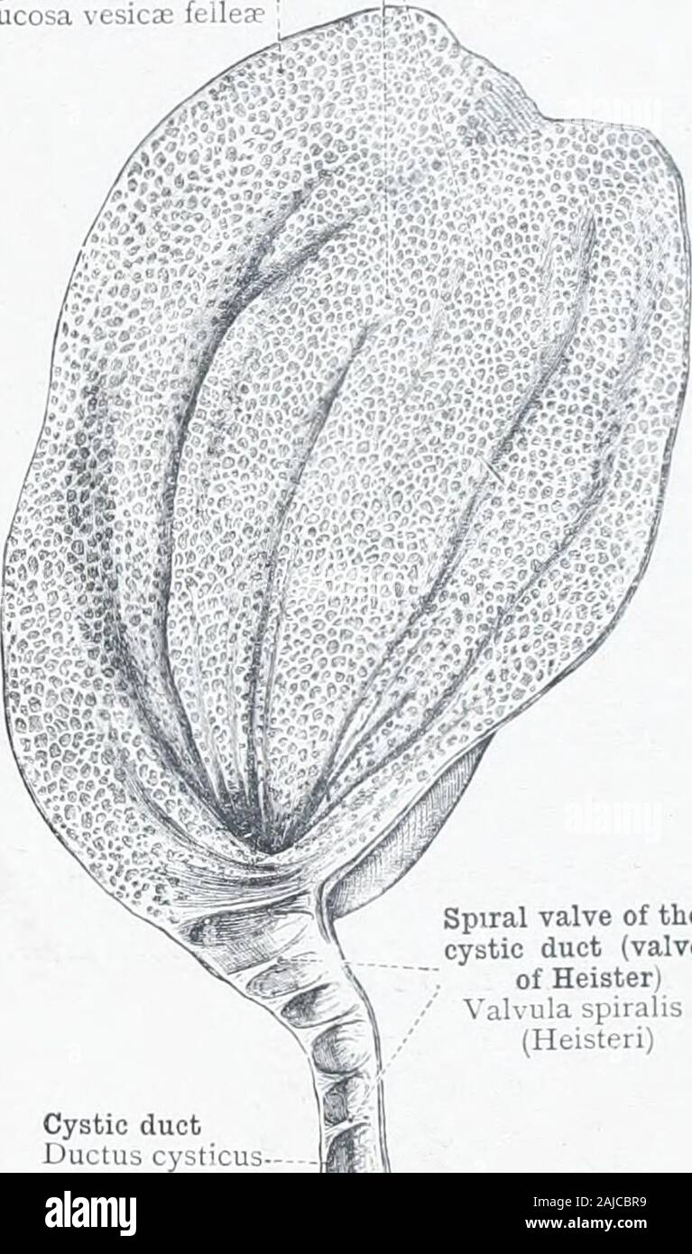 An atlas of human anatomy for students and physicians . Spiral valve of