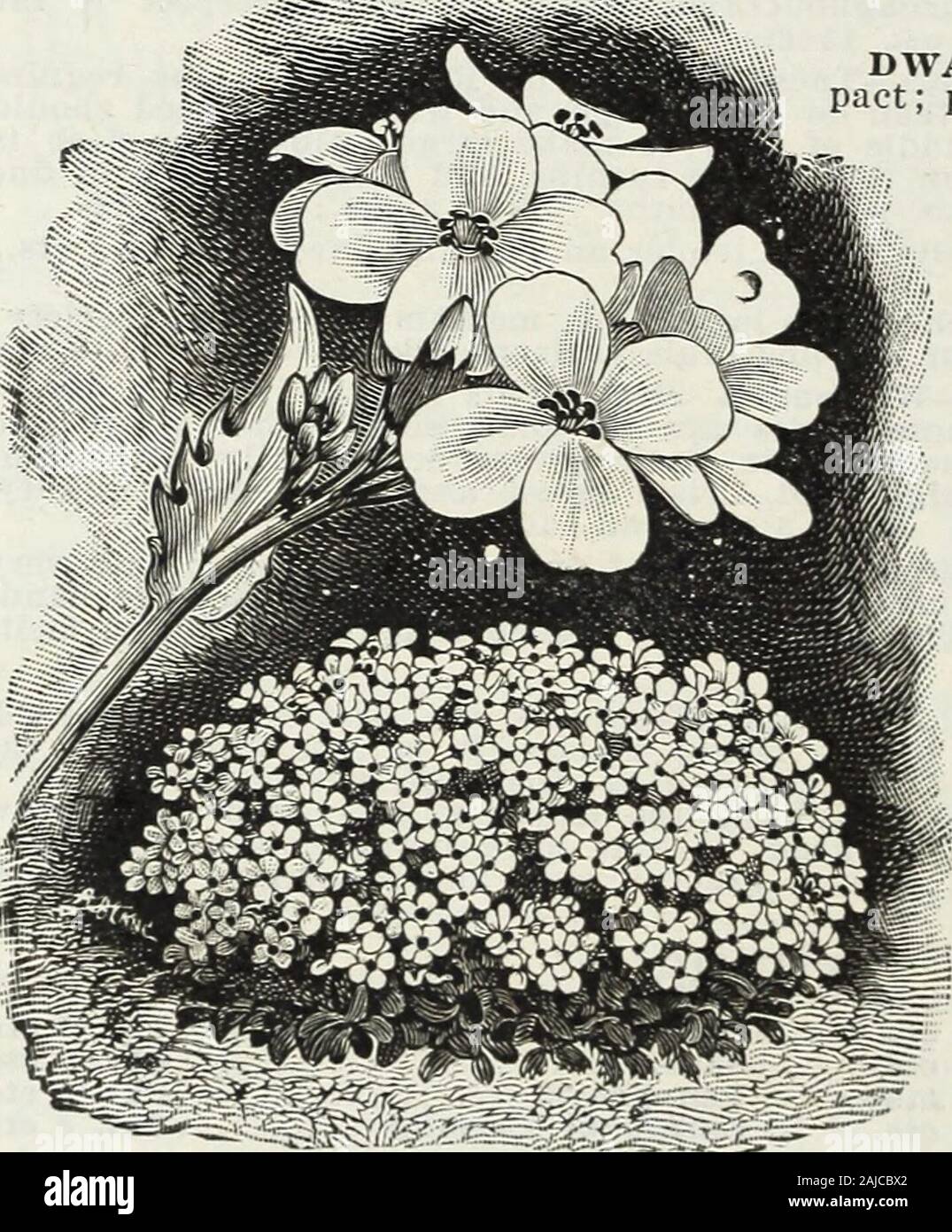 Lippincott seeds : 1914 . more brilliant varieties. I offer seed of the new ImperialDark Blue as the best and most showy. Pkt., 300 seeds, 4 cts. AGERATUM. DWARF WHITE—Very dwarf and com-pact; pure white. Pkt., 300 seeds, 4 cts. ACHILLEA. THE PEARL—One of the besthardy white perennials in thelist. Grows about two teei high,and from spring till frost iscovered with heads of pure whitedouble flowers. A grand plantfor cemetery decoration. Easily frown from seed, flowering therst season if sown early. Pkt.,300 seeds, 5 cts. ARABIS ALPINA. The pure white flowers growso uniformly and thickly thatit Stock Photo