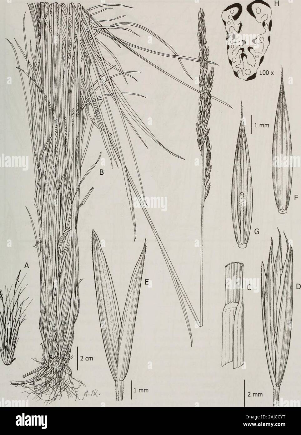 Contributions from the United States National Herbarium . (versus involute) leaf blades with 8-11 (versus 5-7)vascular bundles, lower glumes 7.5-9.5 mm long(versus 4.5-6 mm), upper glumes 7.5-10.5 mmlong (versus 6-6.5 mm), and lemmas 8-10 mm long (versus 7-8 mm). Festuca cocuyana differs fromF sanctae-martae by having shorter culms (20-50versus 60-80 cm), shorter leaf blades (15-20 versus25-35 cm), and shorter lower glumes (7.5-8 versus8.5-9.5 mm). Distribution and habitat.—Festuca sanctae-martae is endemic to the Sierra Nevada de SantaMarta in northern Colombia. This species isknown from the Stock Photo