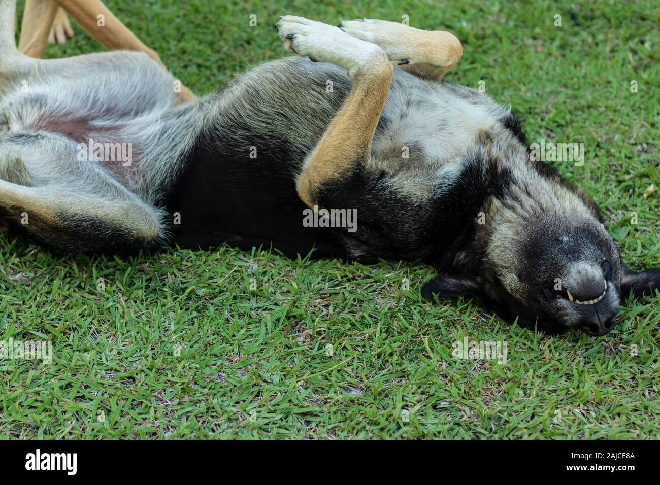 cute adult stray dog rolling on grass. he looks happy and photo has