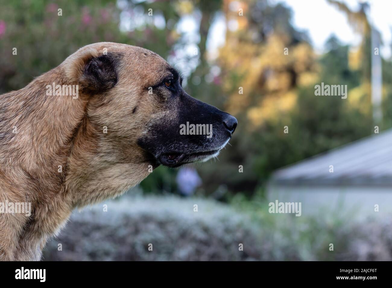 very good looking portrait shoot to a stray dog - green color dominant and blurry background. photo has taken at izmir/turkey. Stock Photo