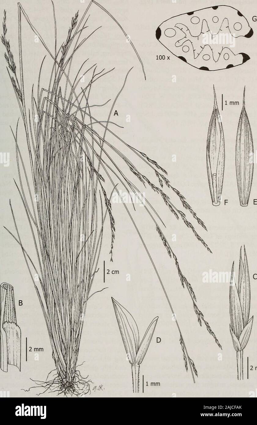 Contributions from the United States National Herbarium . pex glabrous. Caryopses lanceolate; hilum 4/5as long as the grain, linear. Leaf blade anatomy.—Cross-sections with 5vascular bundles and 3 ribs above; sclerenchymadiscontinuous under abaxial epidermis, adaxialsclerenchyma absent; adaxial epidermis with scat-tered hairs, the hairs 0.09 mm long. Observations.—This species is morpho-logically similar to F. glumosa, F imbaburensis, Fcarchiense, and F sumapana but differs by havingslender, scabrous leaf blades, smaller spikelets, andsmaller floral parts. Distribution and habitat.—Festuca par Stock Photo