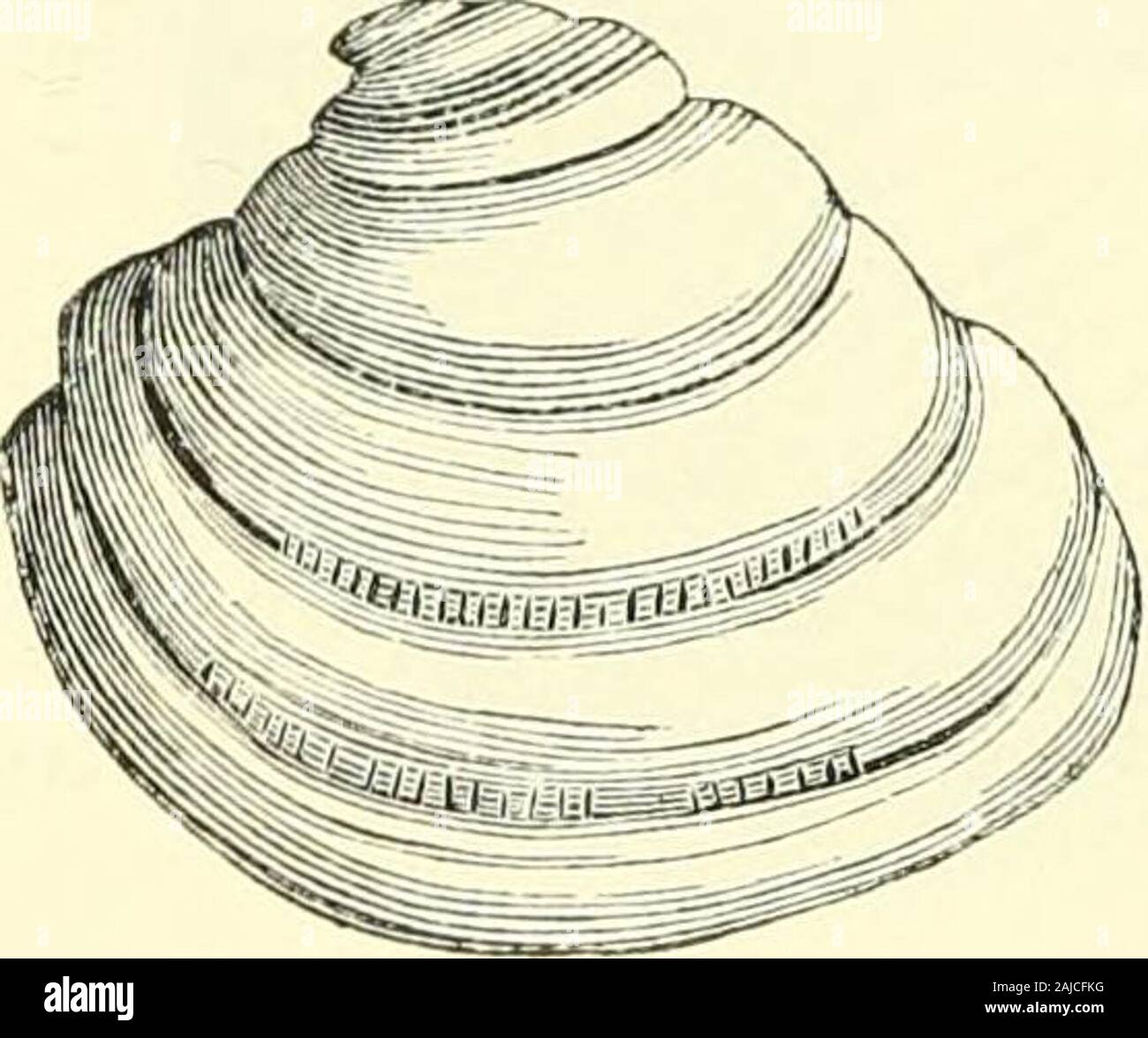 Bulletins of American paleontology . (Fig. 218.) Shell thick, medium size,slightly ventricose, furnishedupon the outside by aboutt wenty-ii ve sharp lamelliformconcentric and recurved ribs,crennlated npon the iimbonalside ; ribbed or ridged trans-versely on the ventral side,the ridges extending acrossto the adjacent rib; lunnlecrennlated. Recent npon the coast of North-Carolina. LATILIKATA CON.. -VENUS TArniA. LAM. (Fig. 210.) Shell snb-trigonal, thick and pon-derous for its size ; ribs line, con-centric, and very thick; irregularlystiratc, crennlate npon the lowermargin ; umbo slightly ilatte Stock Photo