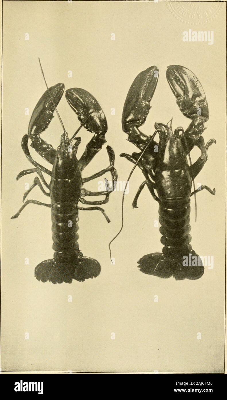 Annual report of the Commissioners of Inland Fisheries made to the General Assembly . Plate XXXVI.-Showing a young, newly-molted lobster (right), together with its old shell.Age, 2 yrs., 5 mos.; size, 5% inches. Stock Photo