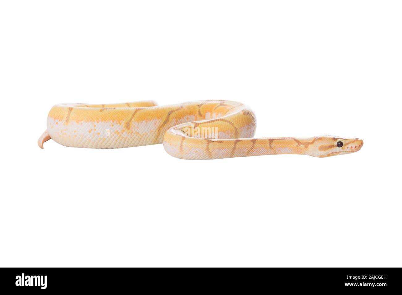 snake python isolated on white background Stock Photo - Alamy