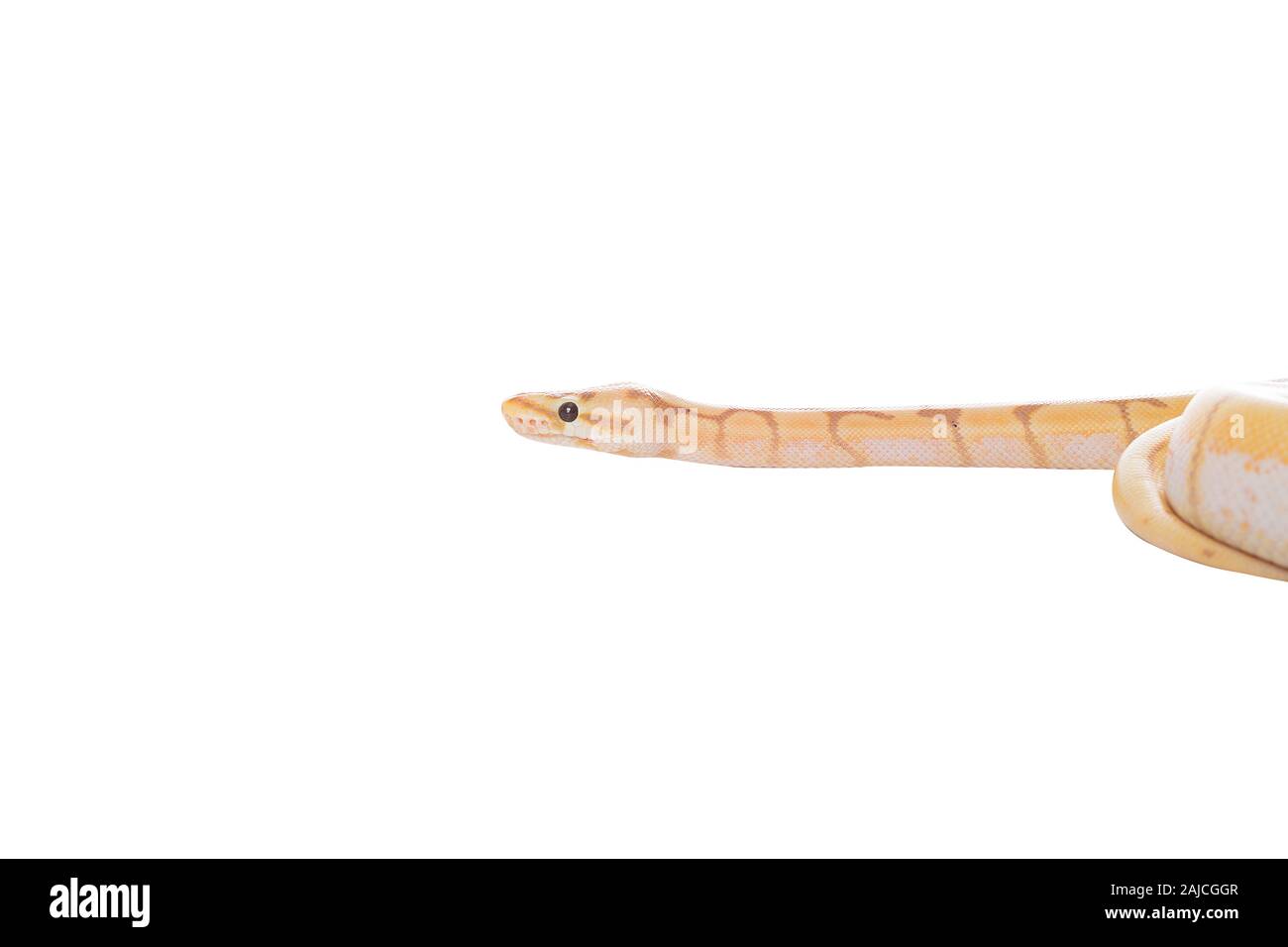 snake python isolated on white background Stock Photo - Alamy