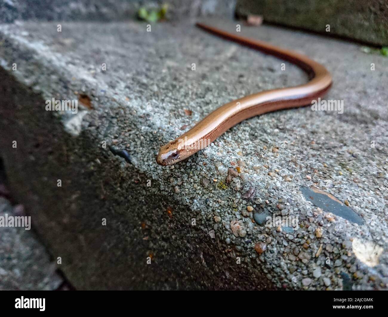 A slow worm on a stone staircase in a garden Stock Photo