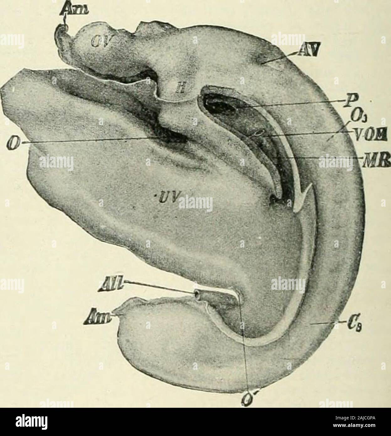 A Reference handbook of the medical sciences embracing the entire range of scientific and practical medicine and allied science . Fig. •&gt;U4.—Reconstruction of Embryo 2.11mm. Long. (Enlarged about 25 diameters.)al, Allantois; am, amnion; B, bellystalk ; ch, chorion ; )i, heart.; nis. nieso-dermic somite; ot^, oral fossa; ph. pha-rynx ; r, chorionic villi; 1, yolk-sac.(After Eternod.). Fig. 5143.—Profile Reconstruction of the Embr.vo, 2.1 mm. Long. No.XII. X 37 times, ^m, Amnion; OT, optic vesicle ; -il, auditoryvesicle; LF. umbilical vesicle; H, heart; TO-Vf, omphalo-mesen-teric vein; MR. se Stock Photo