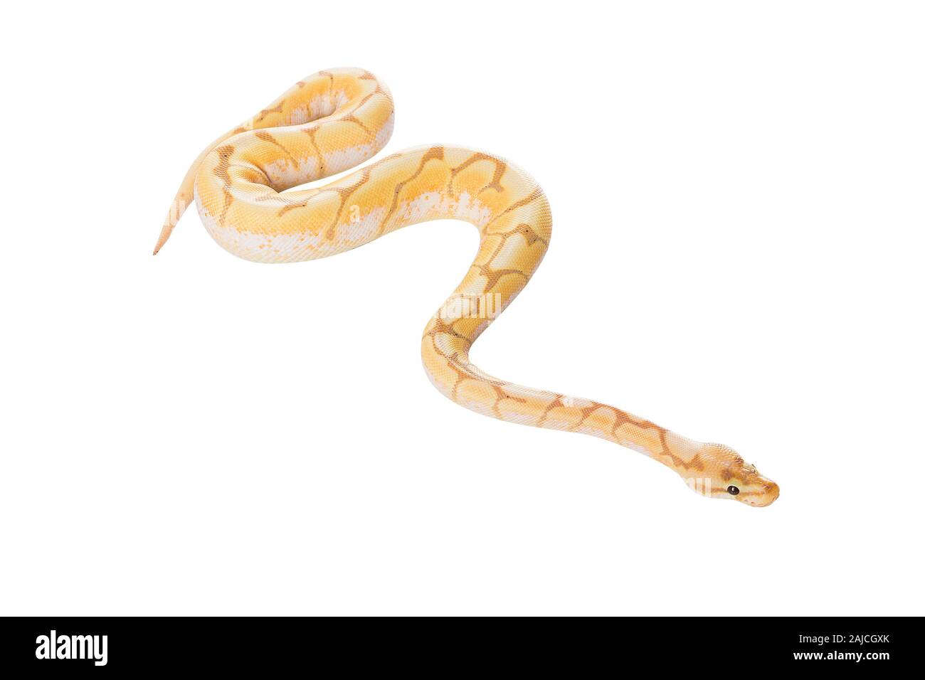 snake python isolated on white background Stock Photo - Alamy