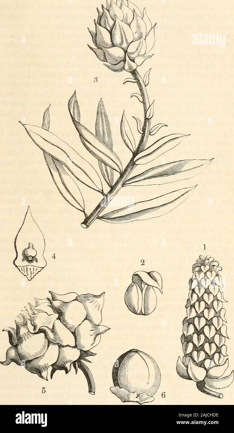 The journal of the Horticultural Society of London . Branch of Saxe-Gotheea conspicua. LATELY INTRODUCED INTO ENGLAND. 261 Wk. B. Fructification of Saxe-Gothaea. 262 NOTICES OF CERTAIN ORNAMENTAL PLANTS It is from this wild and uninhabited country that many of thefine plants raised by Messrs. Veitch were obtained, and amongthem the Saxe-Gothcea, Podocarpus nubigena, Fitz-Roya pata-gotiica, and Lihocedrus tetragona. Of these he writes thus :— Tlie two last {Fltz-Roya and Lihocedrus) I never saw belowthe snow line. The former inhabits tlie rocky precipices, andthe latter the swampy places betwee Stock Photo