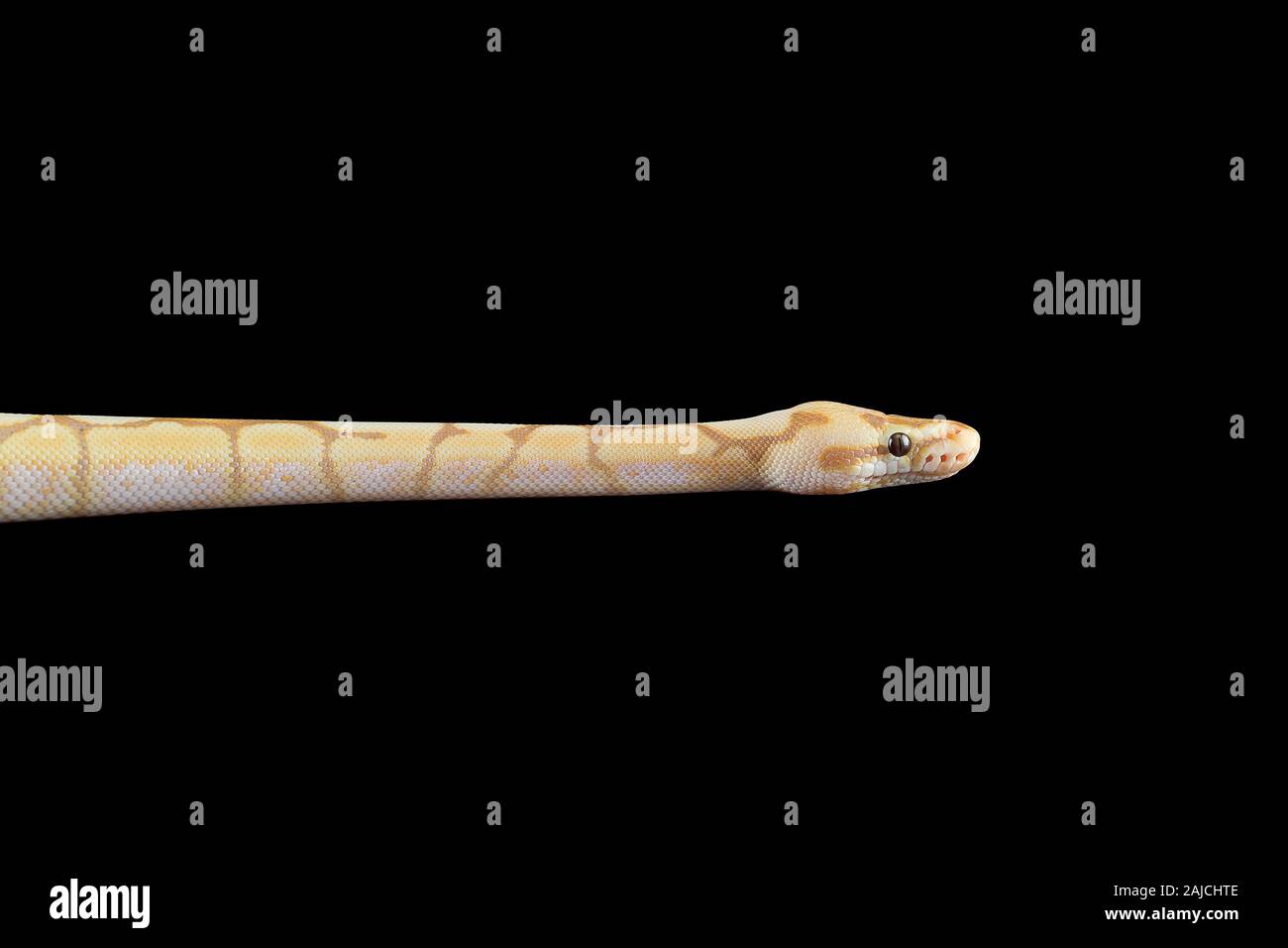 albino python isolated on black background Stock Photo - Alamy