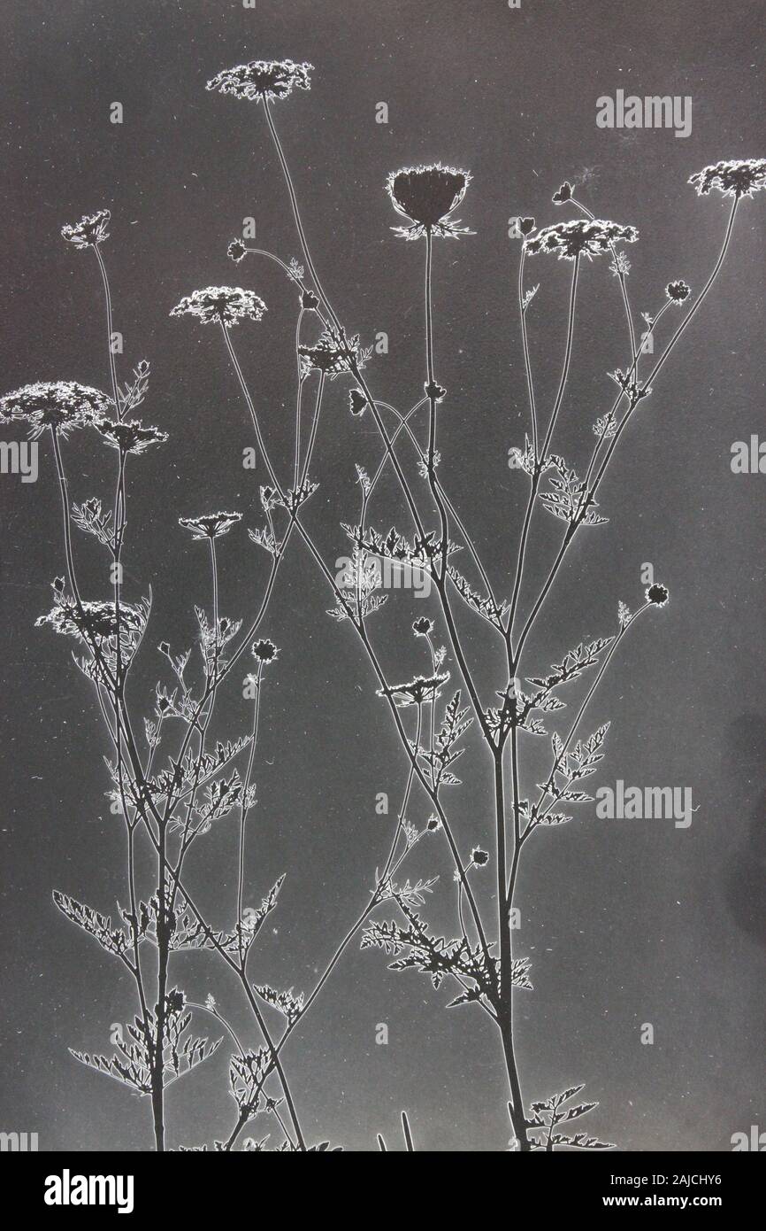 Fine 1970s vintage black and white photography of the beauty of nature ...