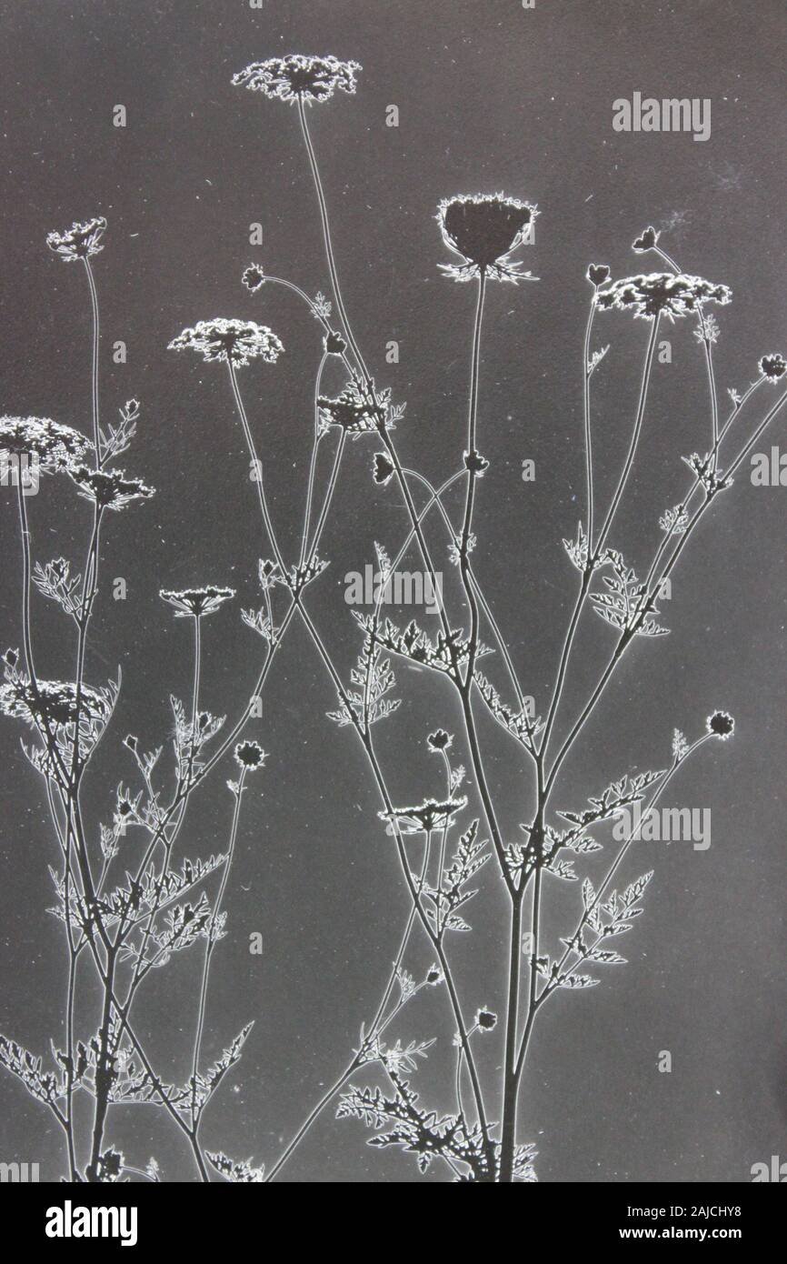 Fine 1970s vintage black and white photography of the beauty of nature ...
